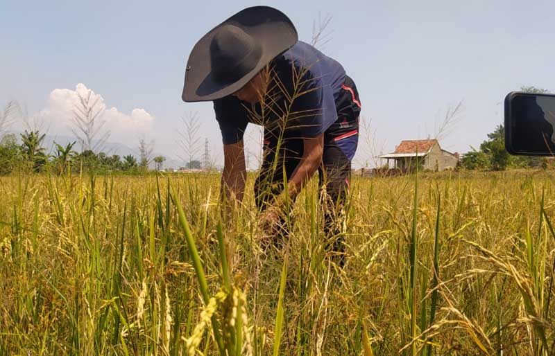 Petani akan mengalami risiko terburuk dari fenomena el nino, sehingga diperlukan sejumlah program mengantisipasinya.