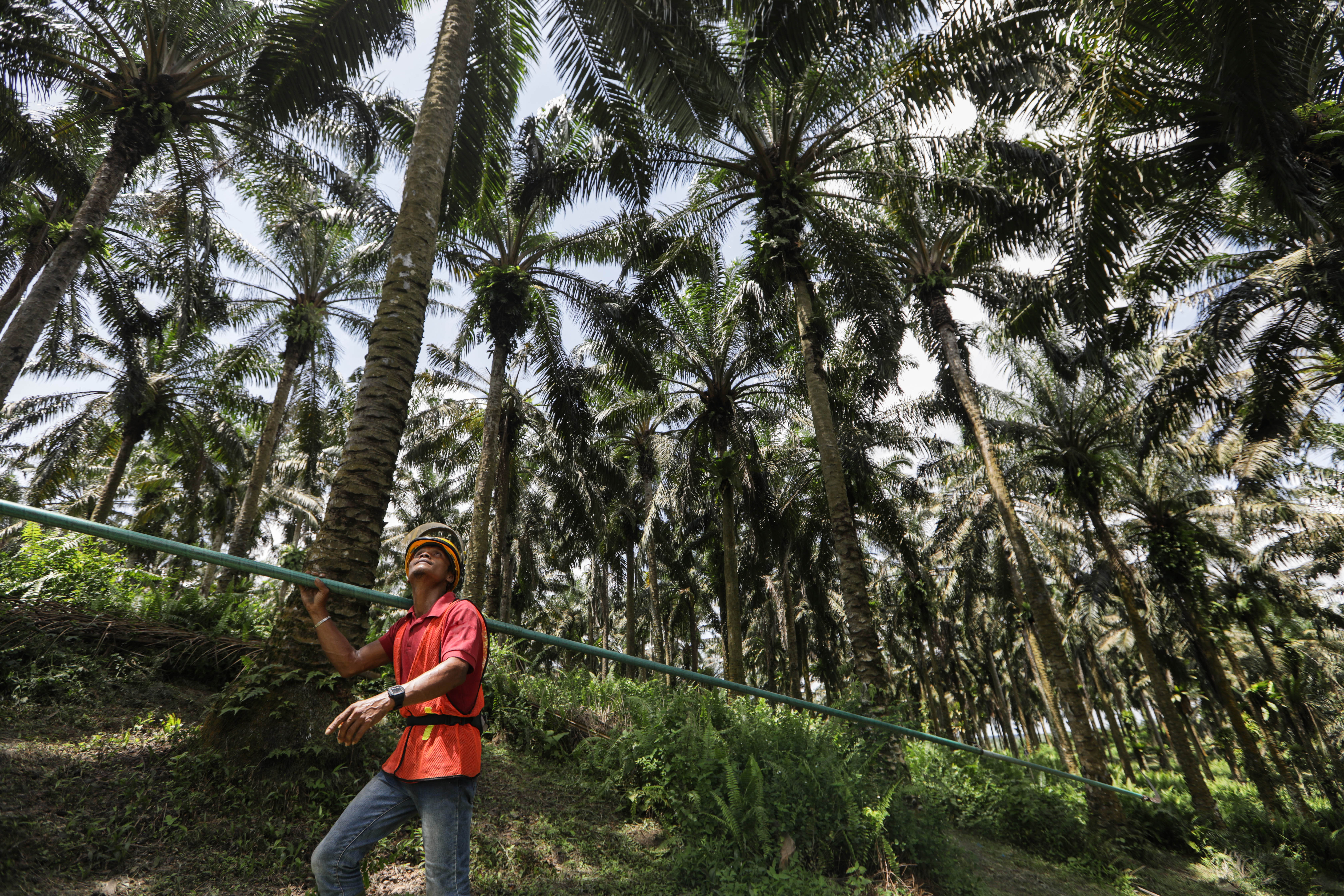 Pekerja kebun sawit melakukan panen kelapa sawit 