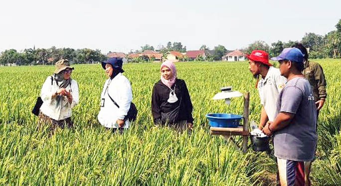 Teknologi CSA dari Kementan Dorong Indramayu Jadi Lumbung Pangan Nasional