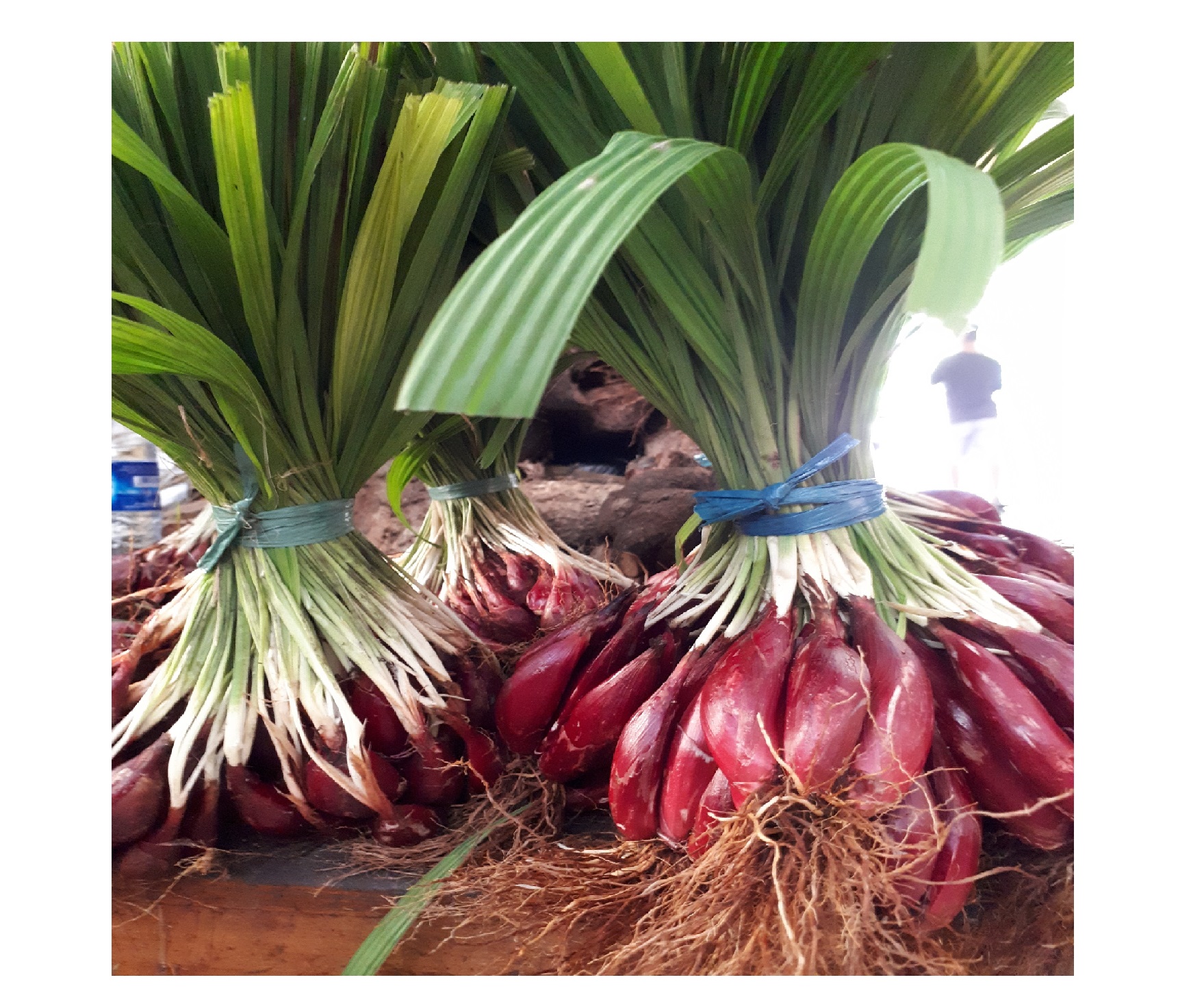 Dosen IPB Racik Bawang Dayak sebagai Minuman Fungsional Antidiabetes