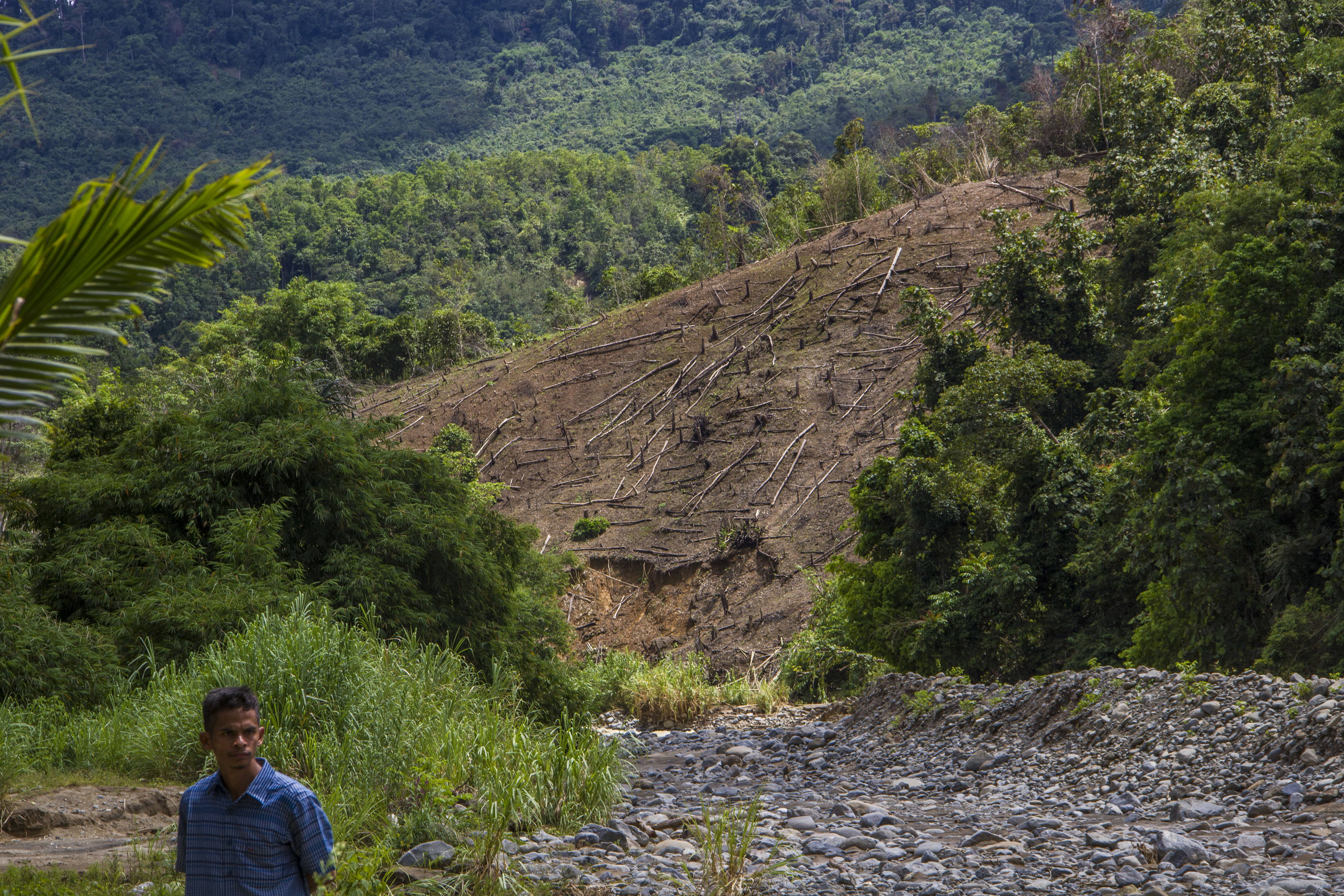 Alih fungsi hutan di Kalimantan