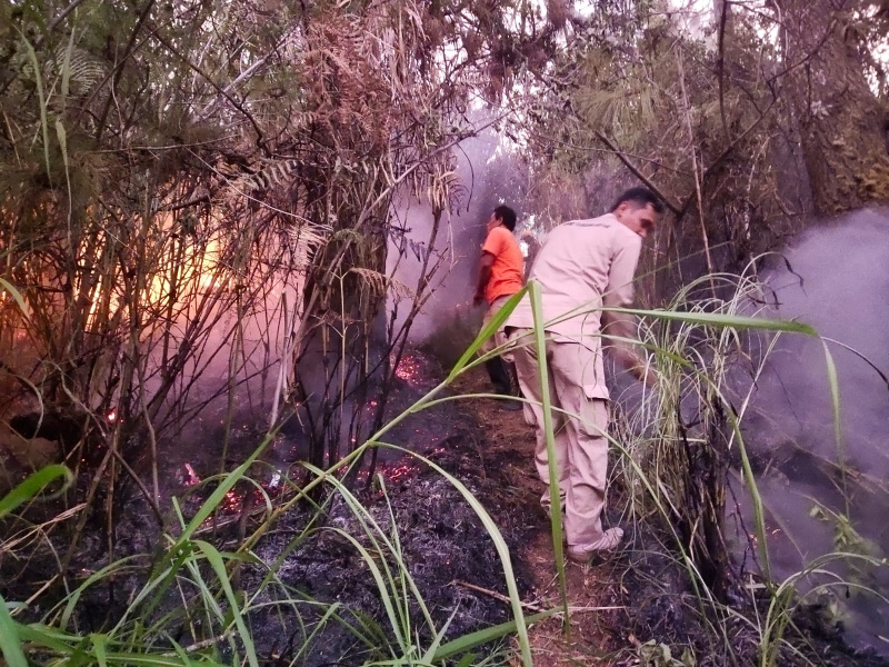 Hutan Pinus di Gowa dan Jeneponto Terbakar