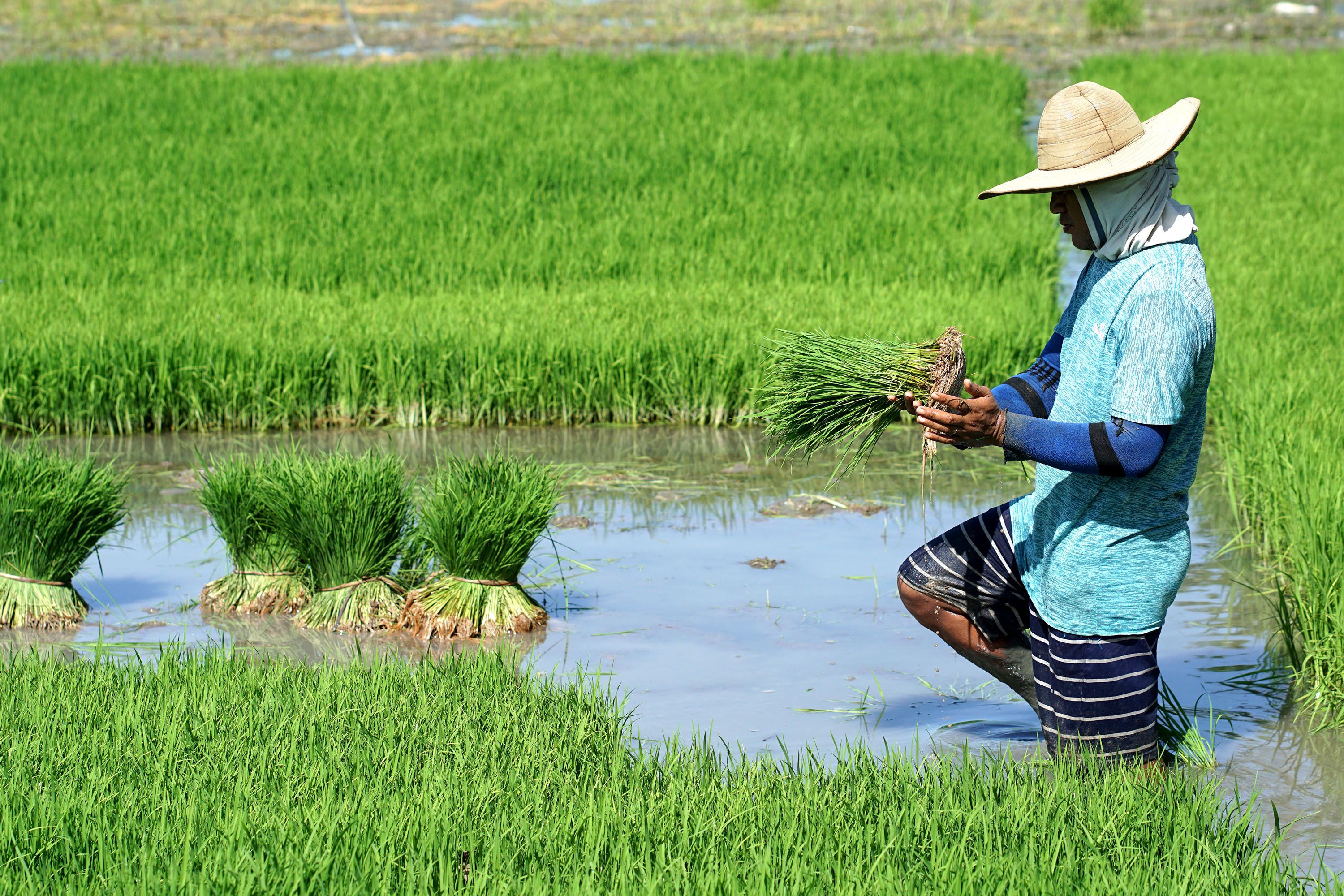 Ilustrasi benih padi.