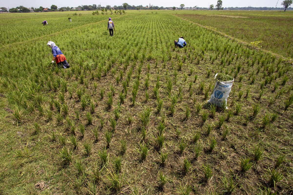 Ilustrasi tanaman padi yang gagal panen (puso) akibat kekeringan di musim kemarau.