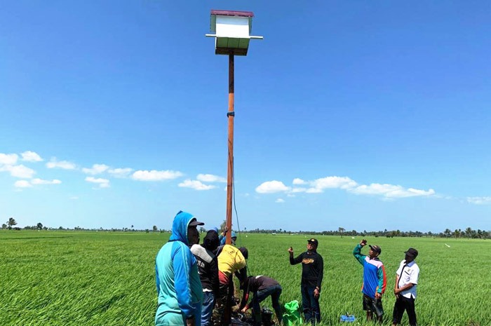 Petani CSA menempatkan Rumah Burung Hantu (Rubuhan) di area persawahan di Kabupaten Pinrang, Sulsel. 