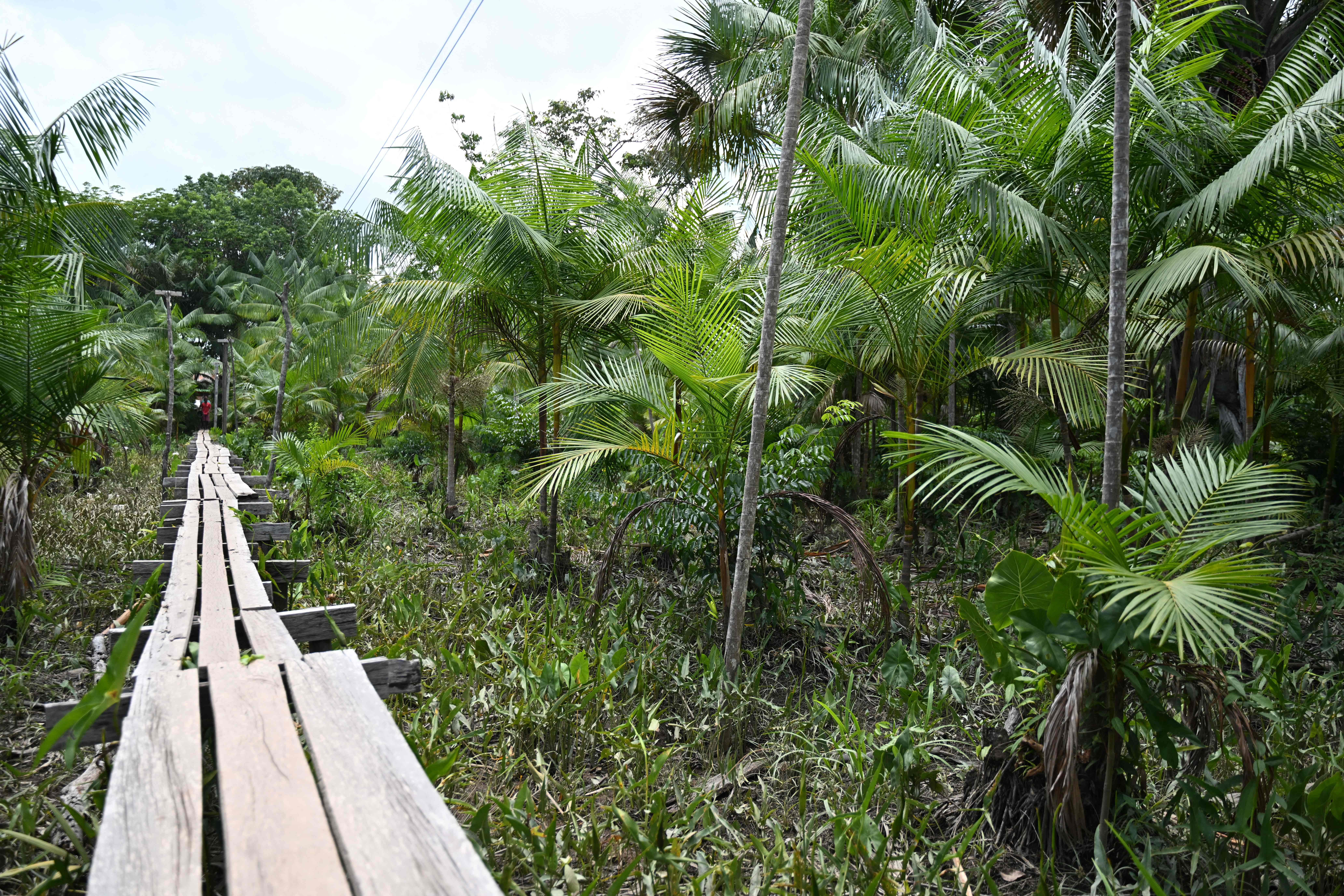 Kawasan hutan Amazon Brasil