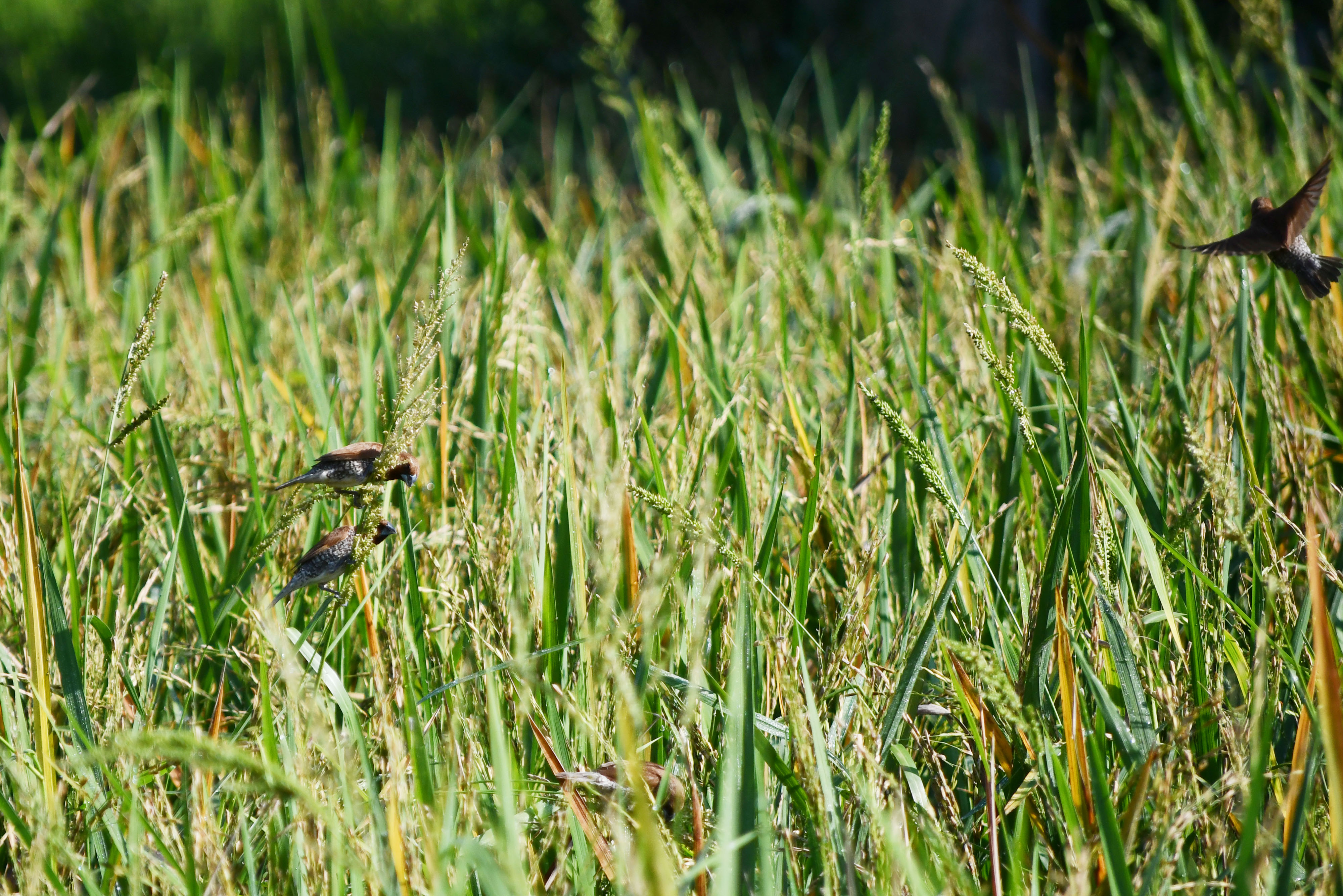 Ilustrasi. Kawanan burung pipit menyelinap di antara tanaman padi.
