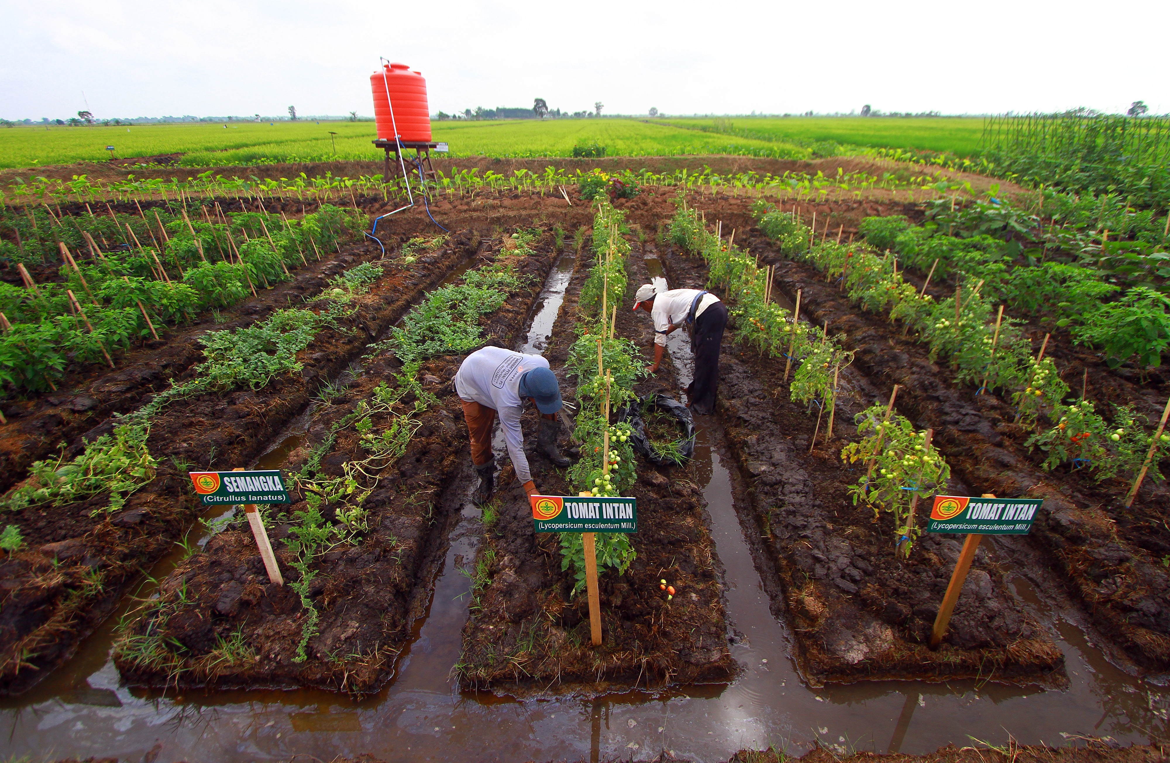 Petani membersihkan sayur dan buah di lahan rawa Desa Jejangkit Muara, Kabupaten Barito Kuala, Kalimantan Selatan, Jumat (12/10/20/2018).