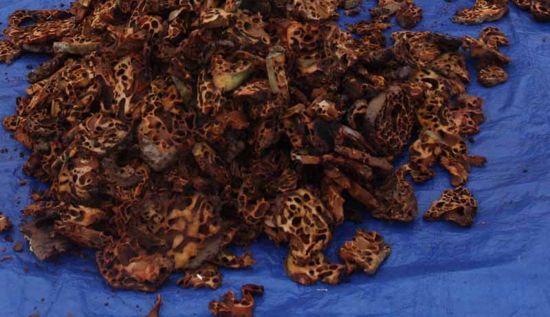 Simak manfaat dan efek samping dari sarang semut yang bisa dimanfaatkan untuk kesehatan anda.