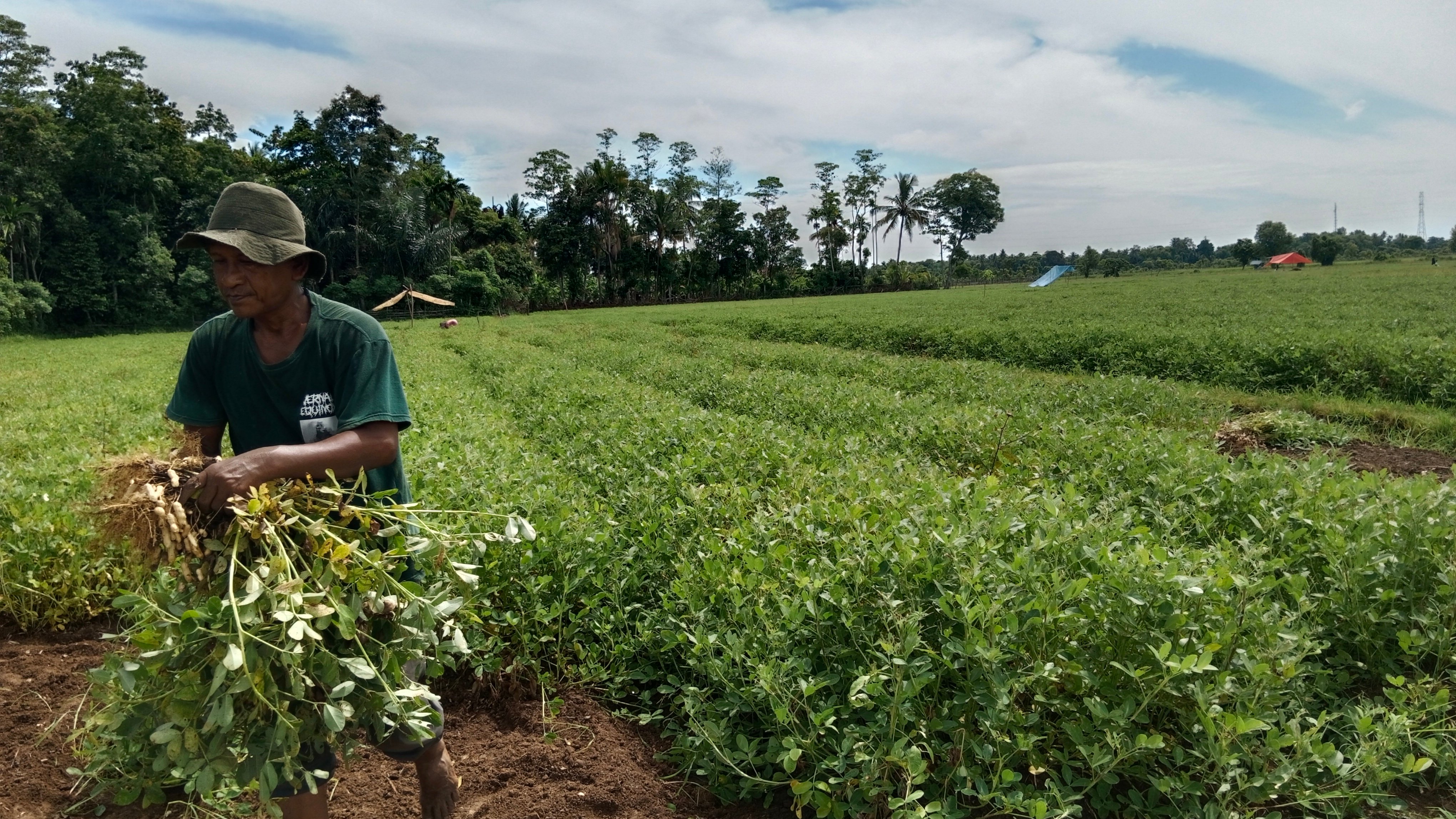 Petani sedang memanen kacang di tengah fenomena alam El Nino, kawasa Desa Dayah Bubur, Kecamatan Lampoh Saka, Kabupaten Pidie, Aceh.