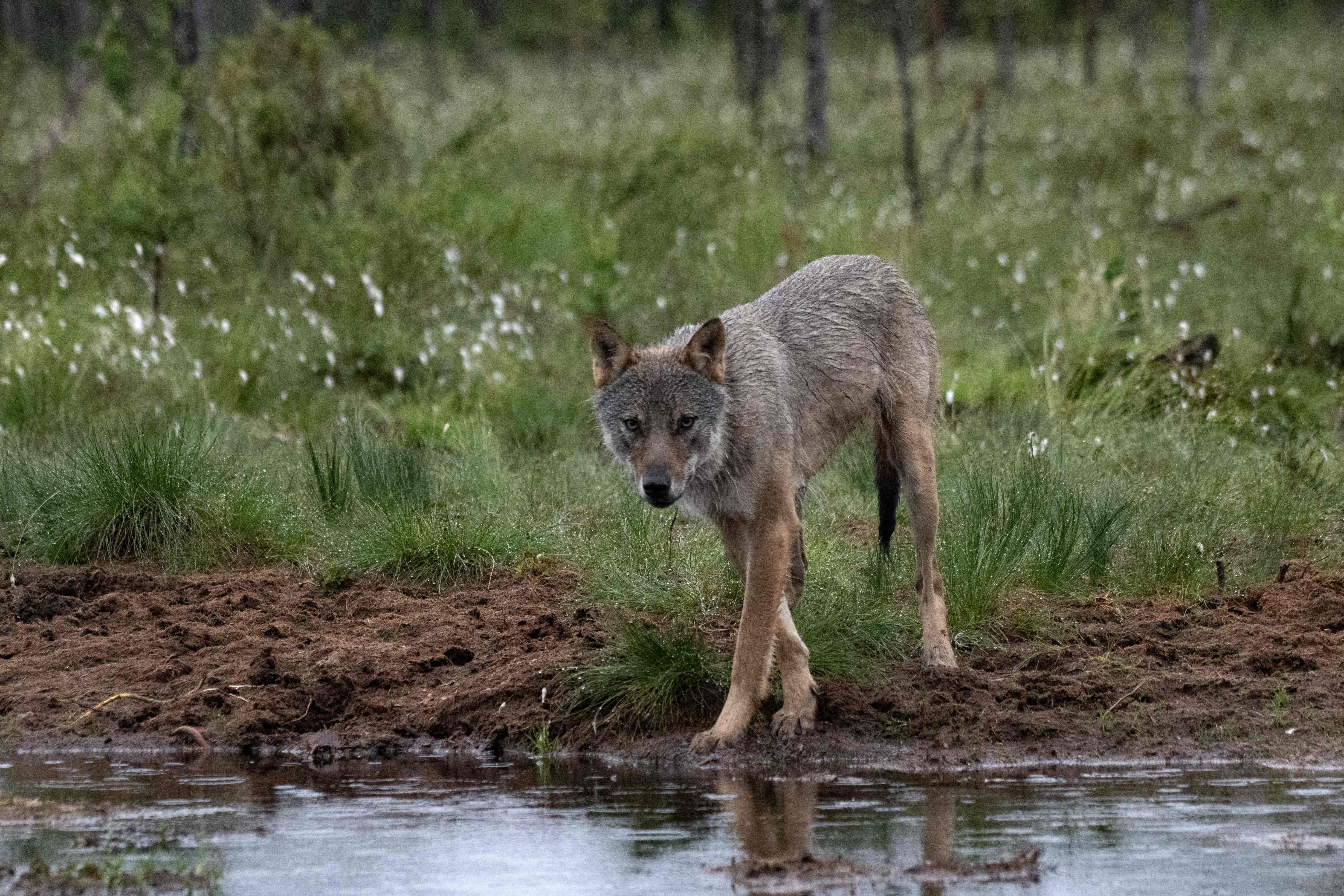 Seekor serigala (canin lupus) tengah mencari makanan di Hukkajarvi, Finlandia, Selasa (4/7).