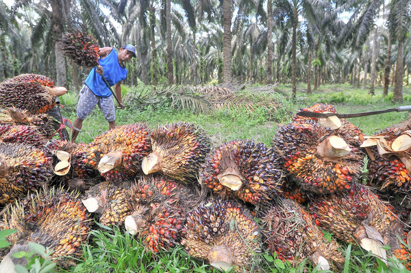 Pekerja menyusun tandan buah segar (TBS) kelapa sawit.