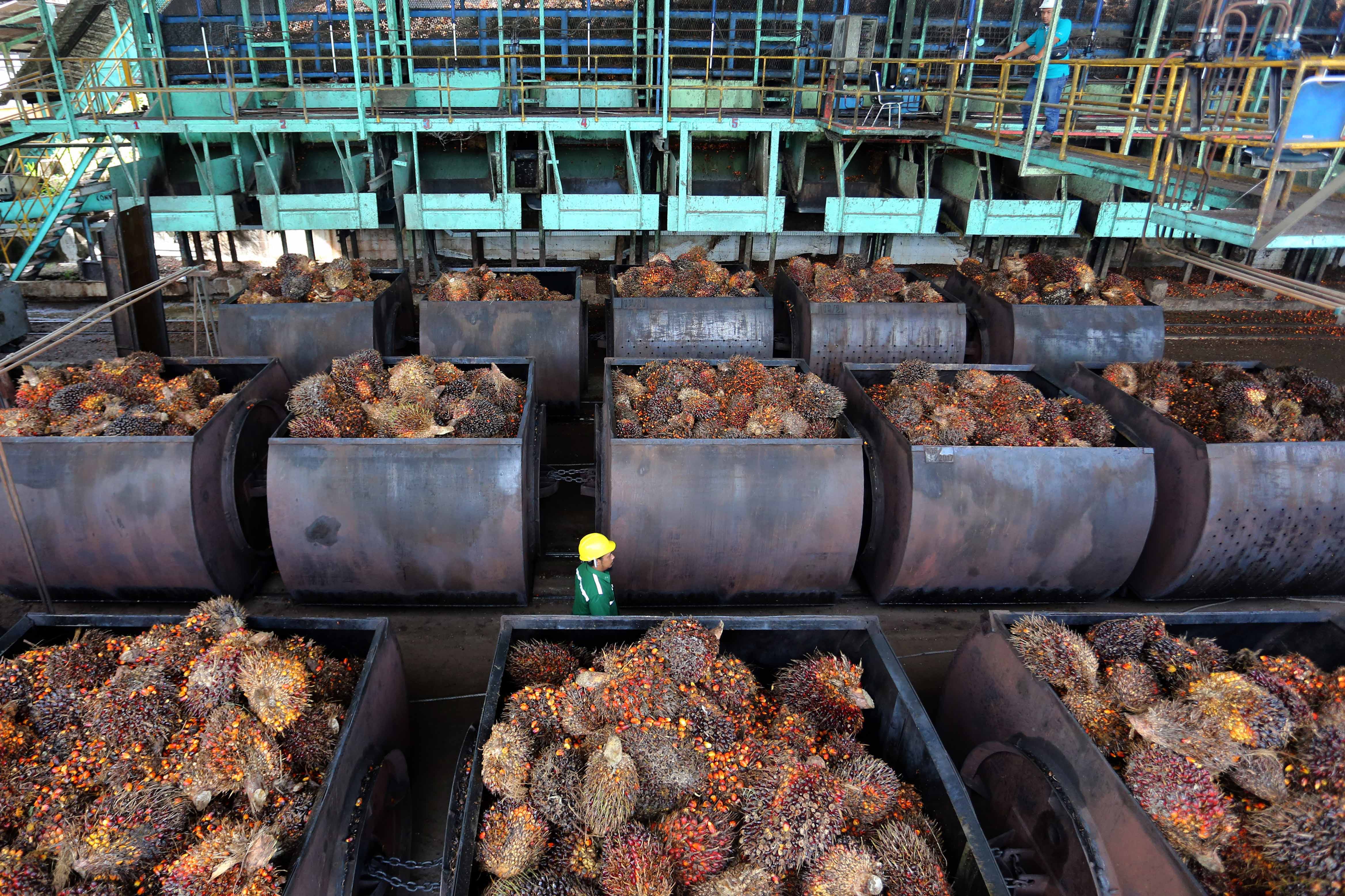 Indonesia Terancam Kehilangan US$7 Miliar akibat Pemberlakuan EUDR