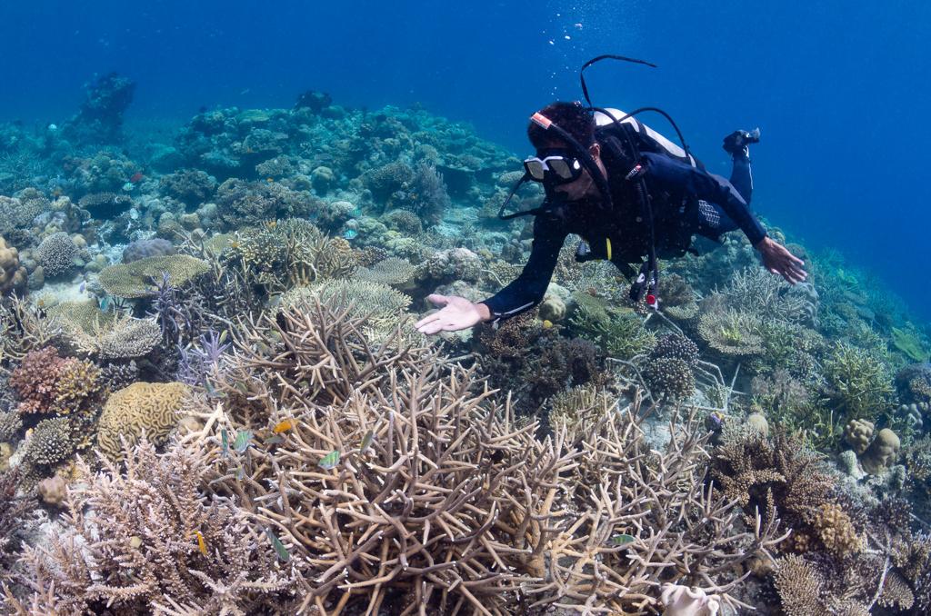 Peneliti melakukan restorasi terumbu karang di gugusan Kepulauan Spermonde, Sulsel, melalui Sheba® Hope Advocate Program. 