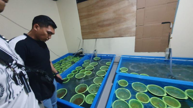 Sebanyak 350 ribu benih lobster berhasil diselamatkan Polisi Air dari upaya penyelundupan.