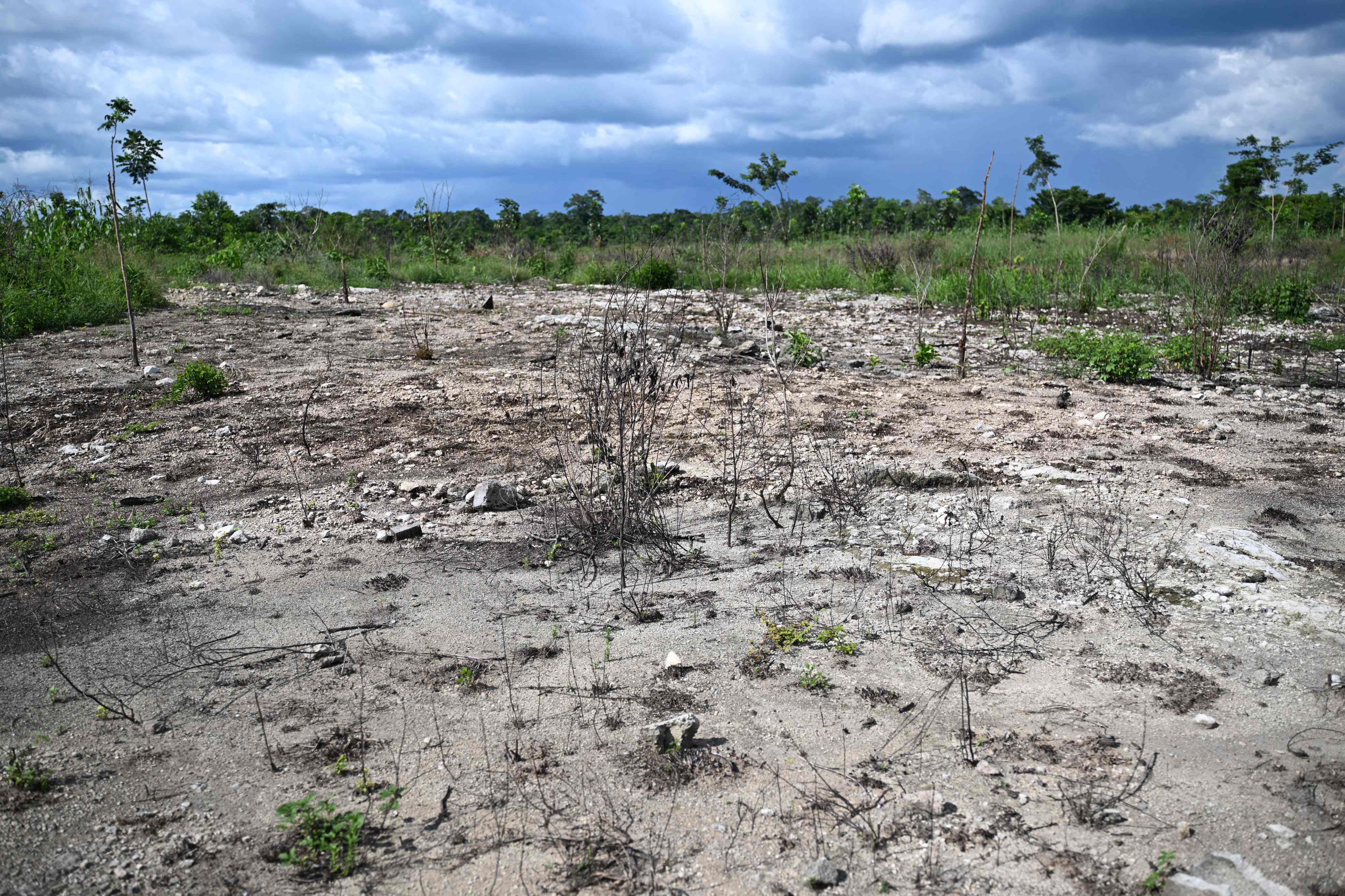 Dampak kebakaran hutan di Guatemala. Dunia Dianggap  'Gagal' Hentikan Deforestasi pada 2030