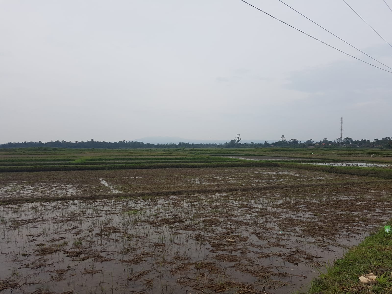  Hamparan areal persawahan di Kecamatan Pangaribuan Kabupaten Tapanuli Utara-Sumatera Utara.