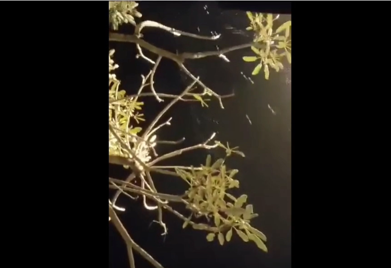 Penampakan pohon tabebuya yang viral di Malang, Jawa Timur.