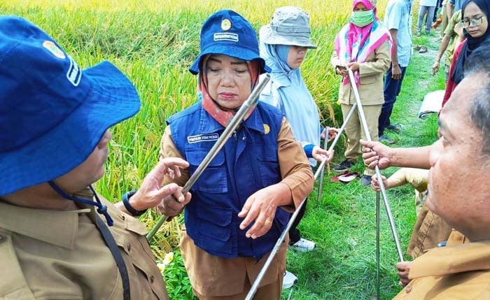 BPS Deli Serdang melakukan Hitung Ubinan.