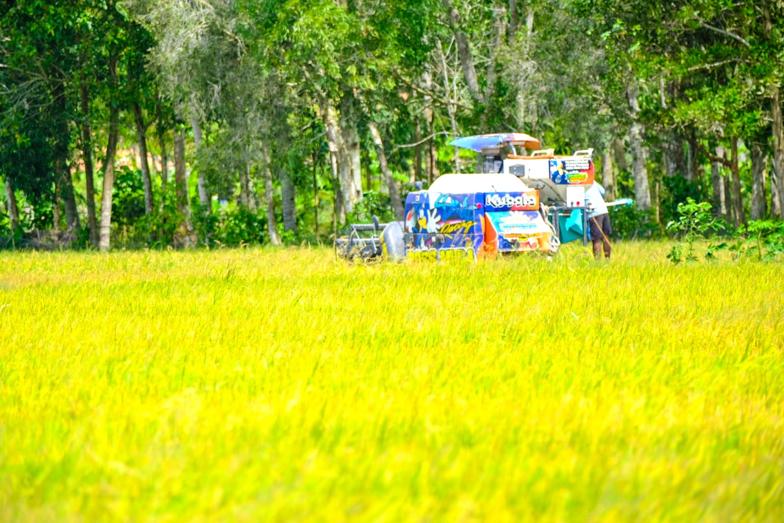 Lahan tidur yang dikelola petani di desa Kedung Rawan, Sidoarjo berhasil dihidupkan dengan pendampingan dari Wilmar.