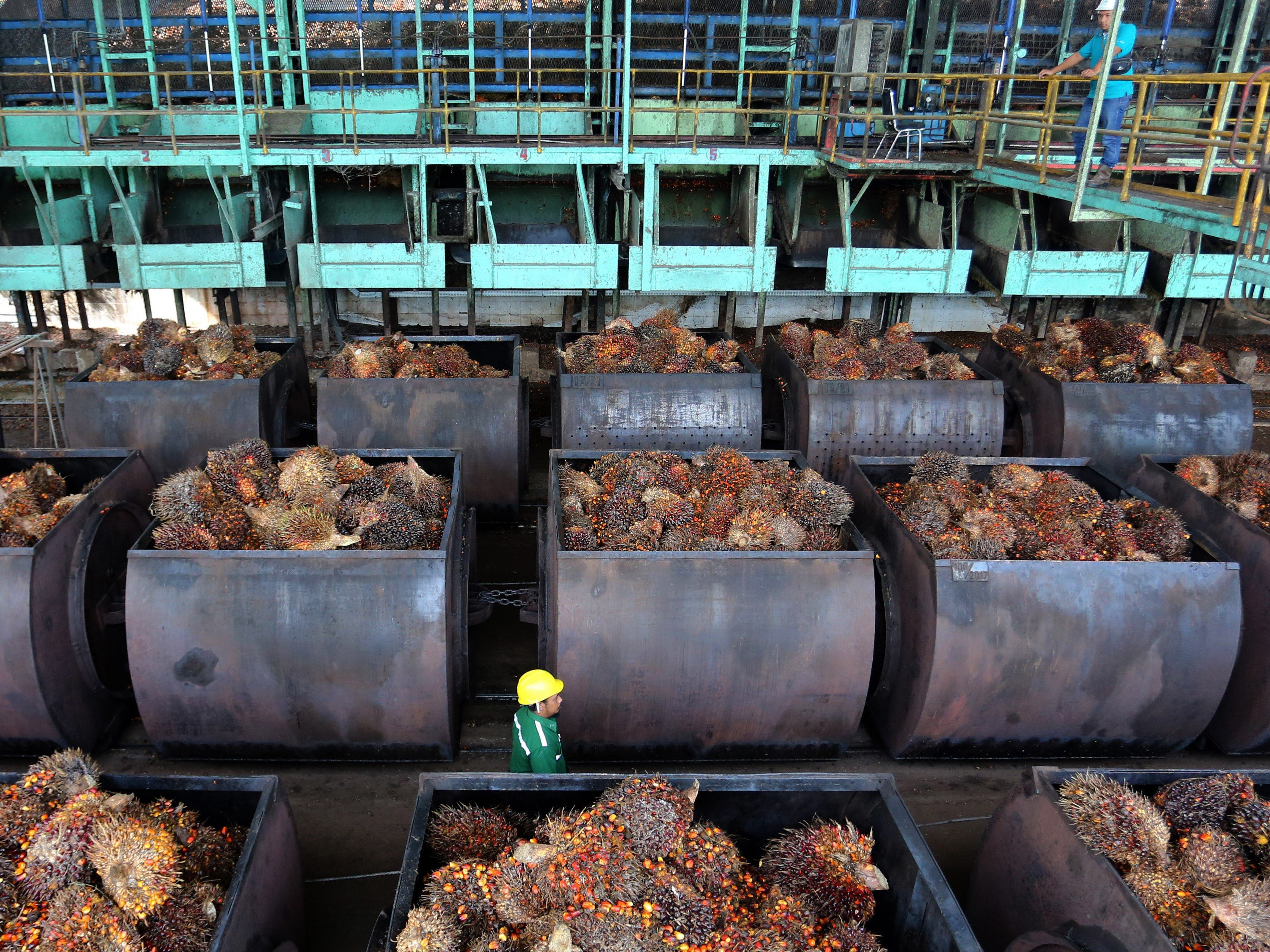 Karyawan mengawasi proses pemasukan Tanda Buah Segar (TBS) kelapa sawit kedalam mesin untuk pengolahan minyak sawit mentah.