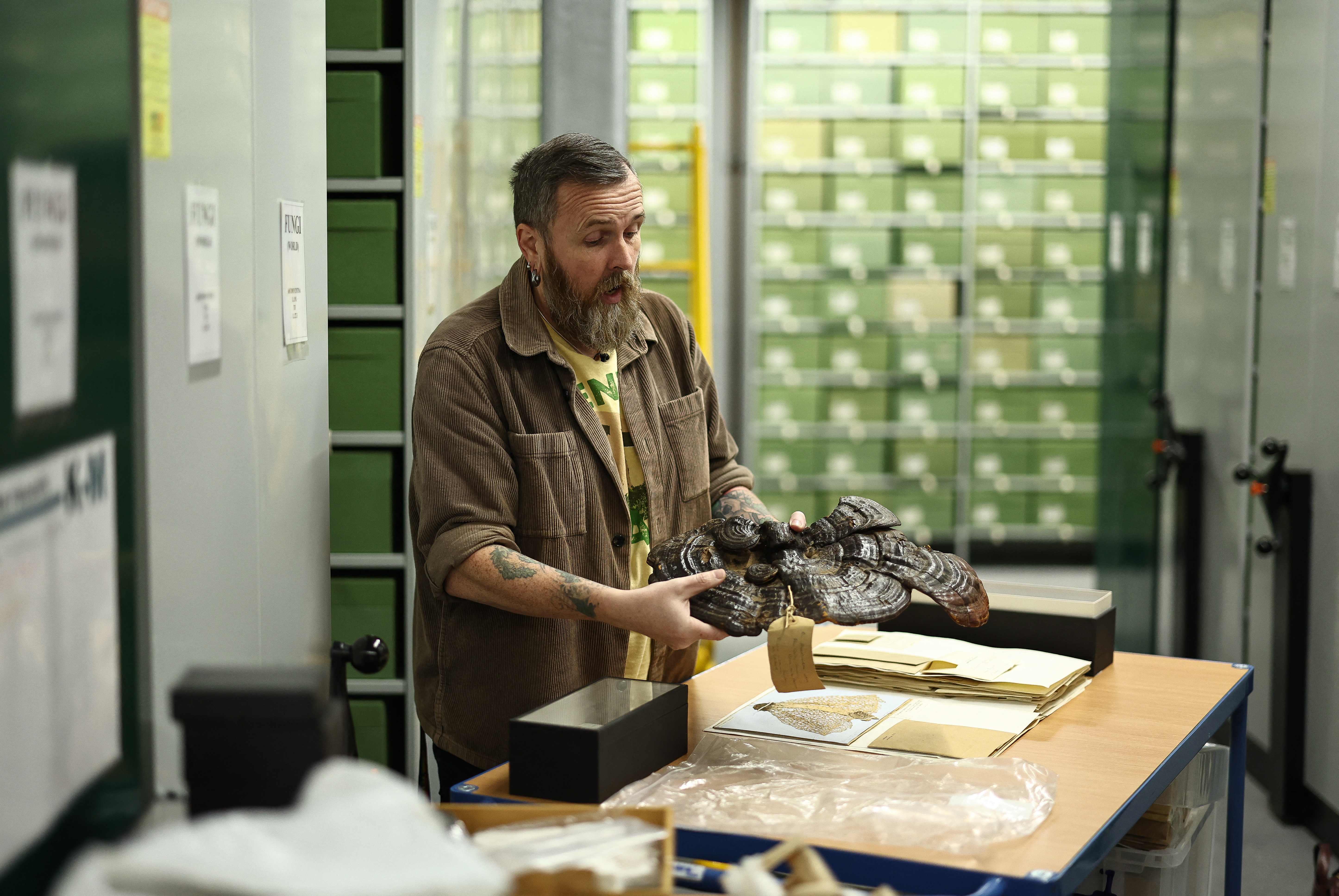Pemimpin penelitian Dr Laura Martinez-Sun melihat sampel jamur yang disimpan di Fungarium di Royal Botanic Gardens di Kew, London barat