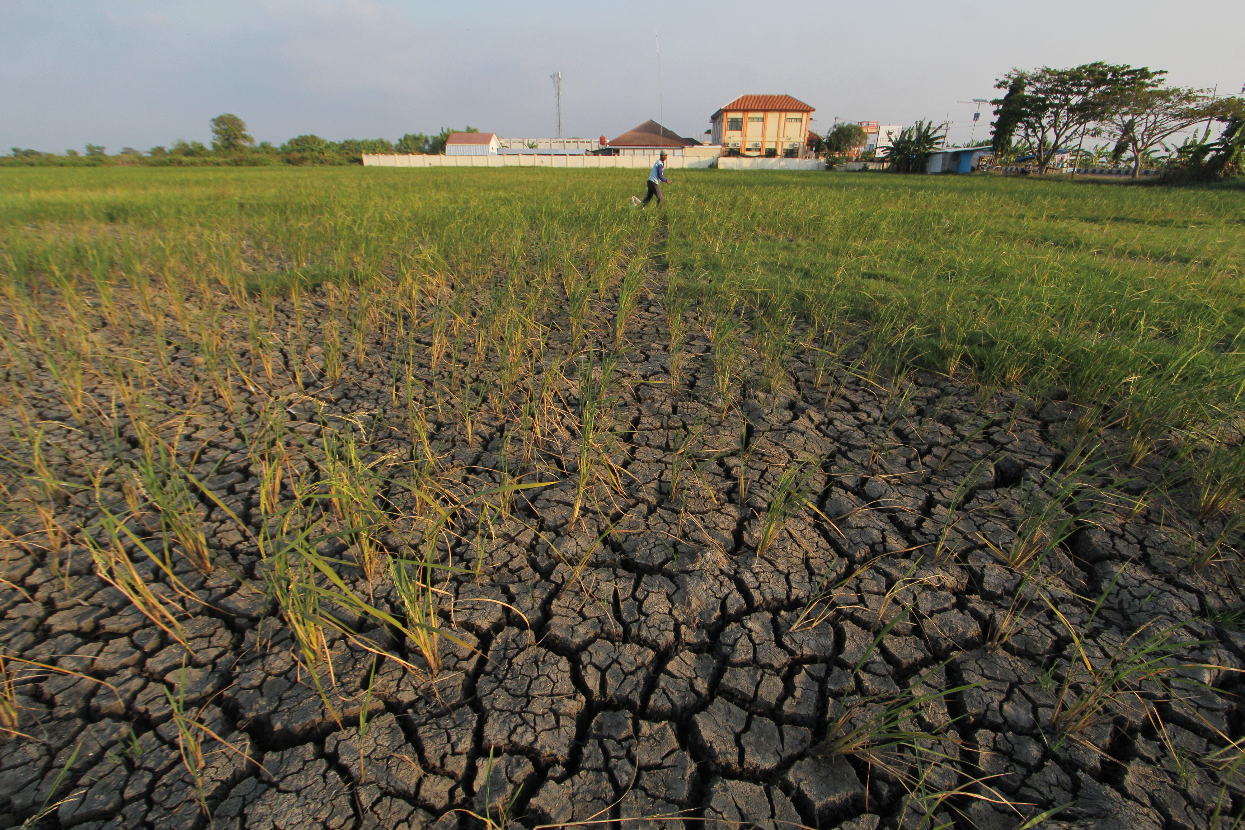 Lahan padi yang mengering di masa kemarau panjang akibat el nino.