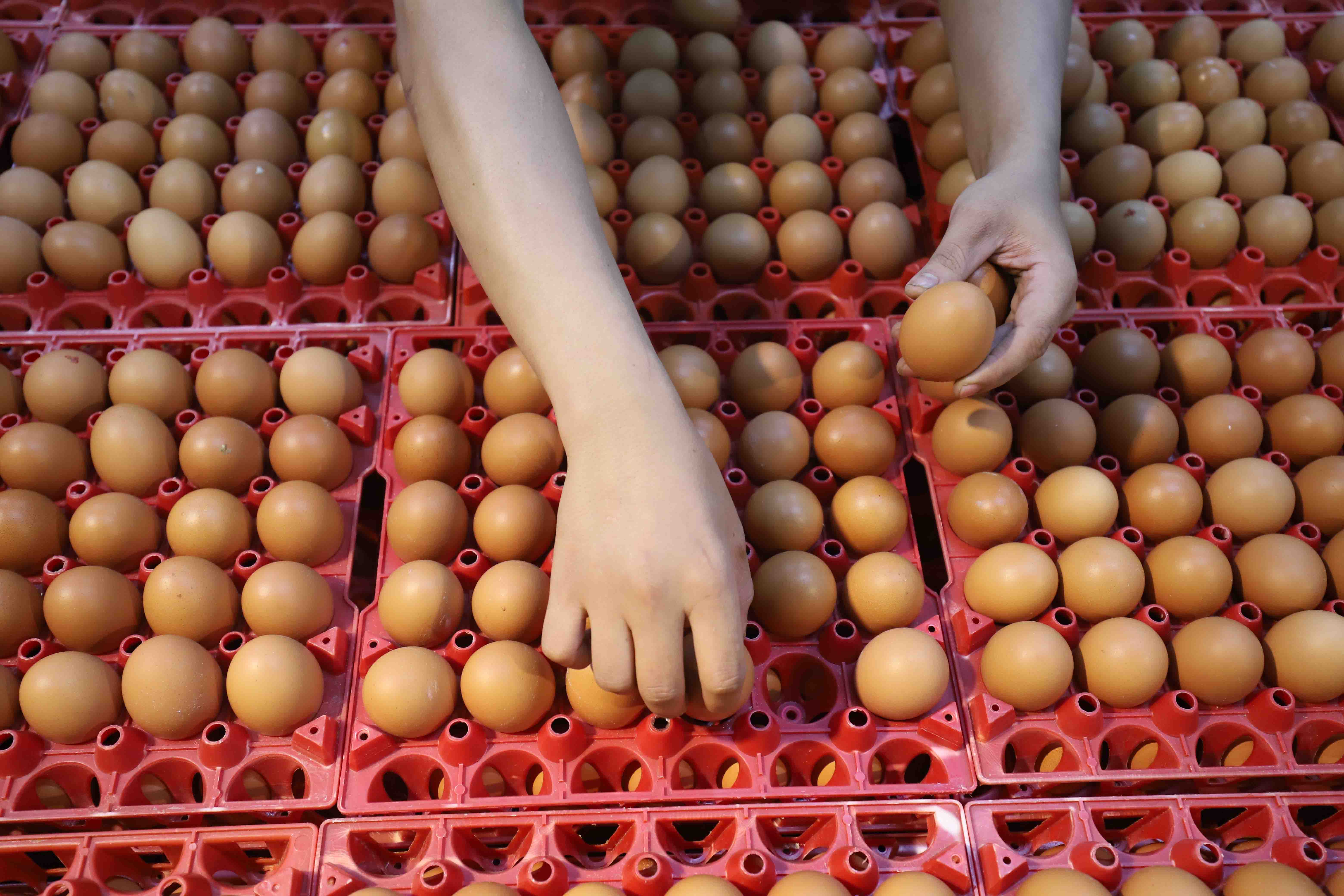 Pemprov Kalsel Bagikan 2 Juta Telur ke Warga untuk Atasi Stunting