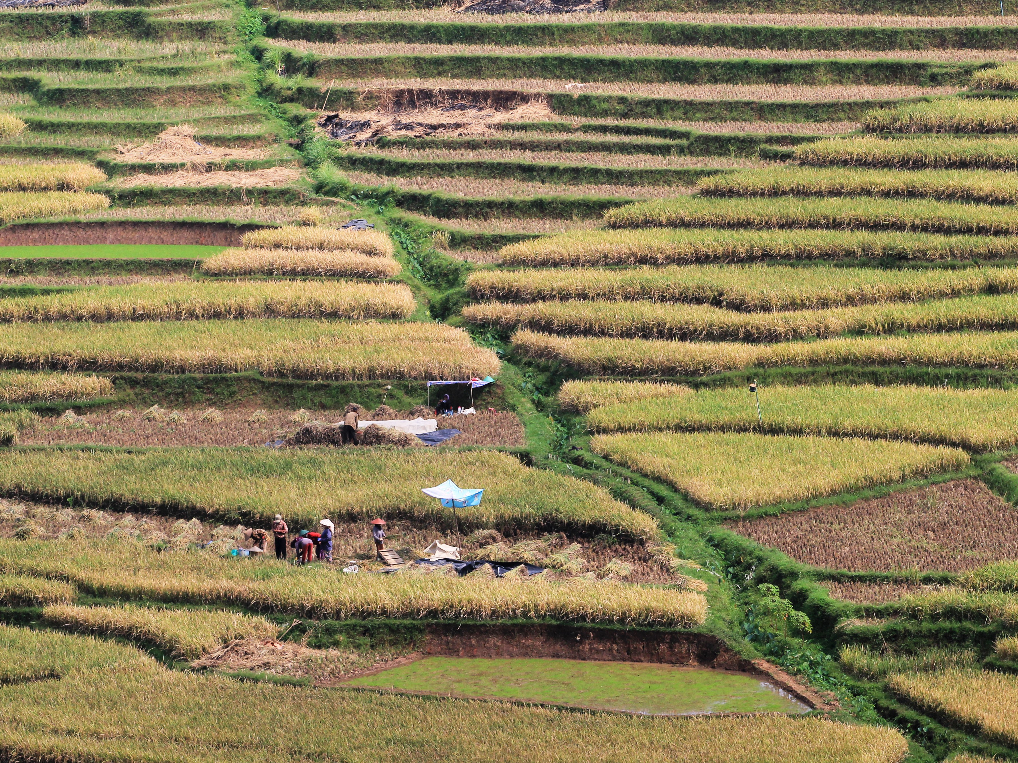 Petani memanen padi di areal sawah terasering desa Bantaragung, Sindangwangi, Majalengka, Jawa Barat, Sabtu (14/11/2020).