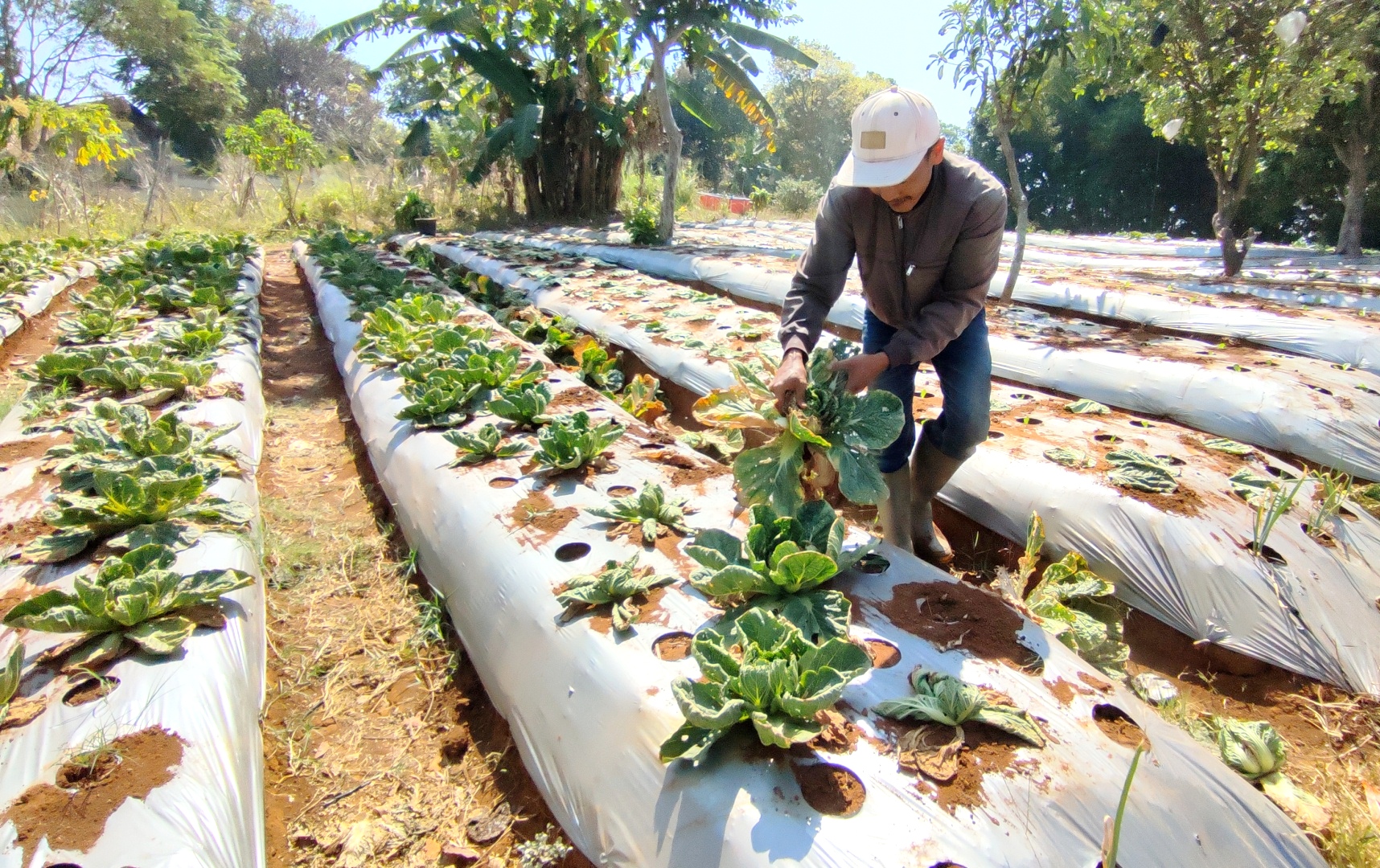 Seorang petani di Lembang, Kabupaten Bandung Barat, terpaksa mencabut tanaman karena mengalami kekeringan