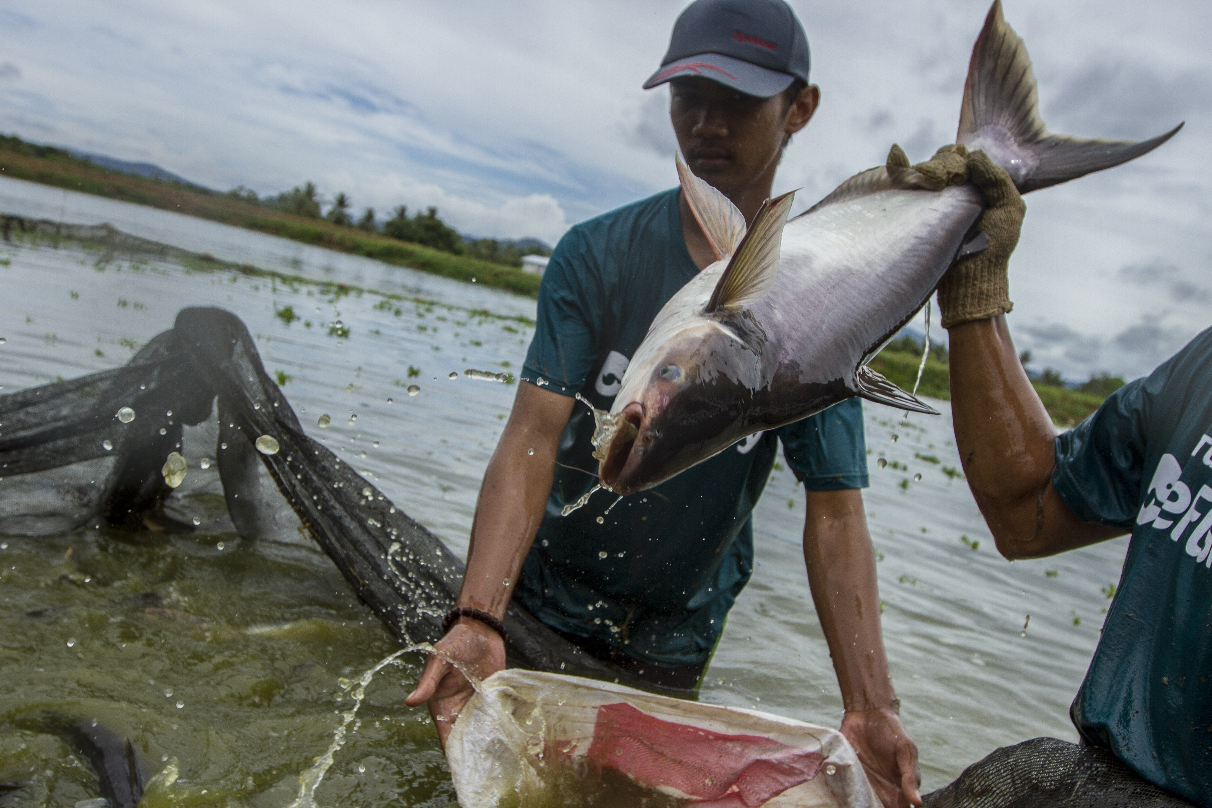 Pekerja memanen ikan patin di kolam budidaya ikan patin.