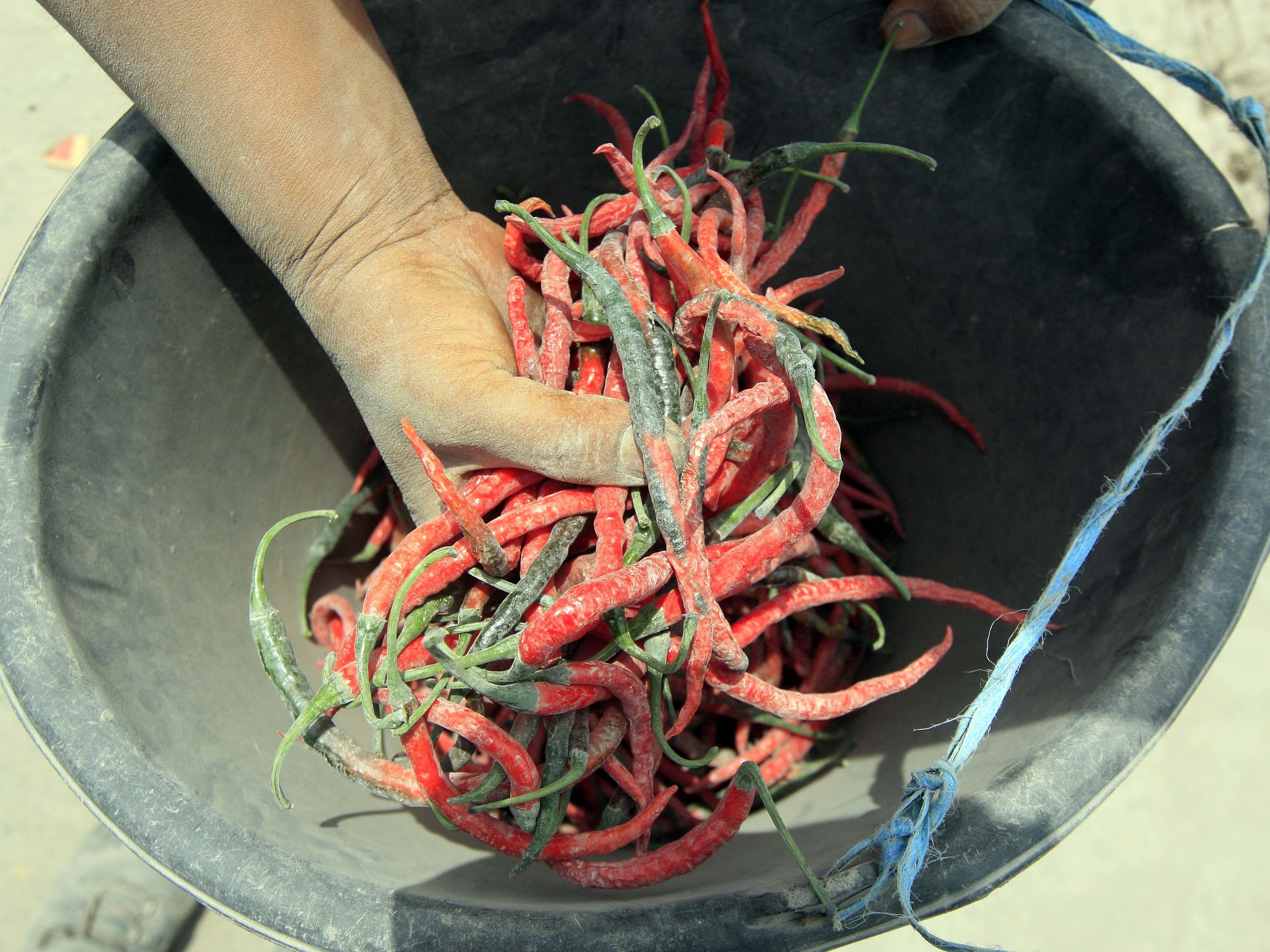 Seorang warga menunjukkan cabai merah yang sudah dipenuhi abu yang dipetik dari ladangnya di Desa Berastepu, Karo, Sumatra Utara.