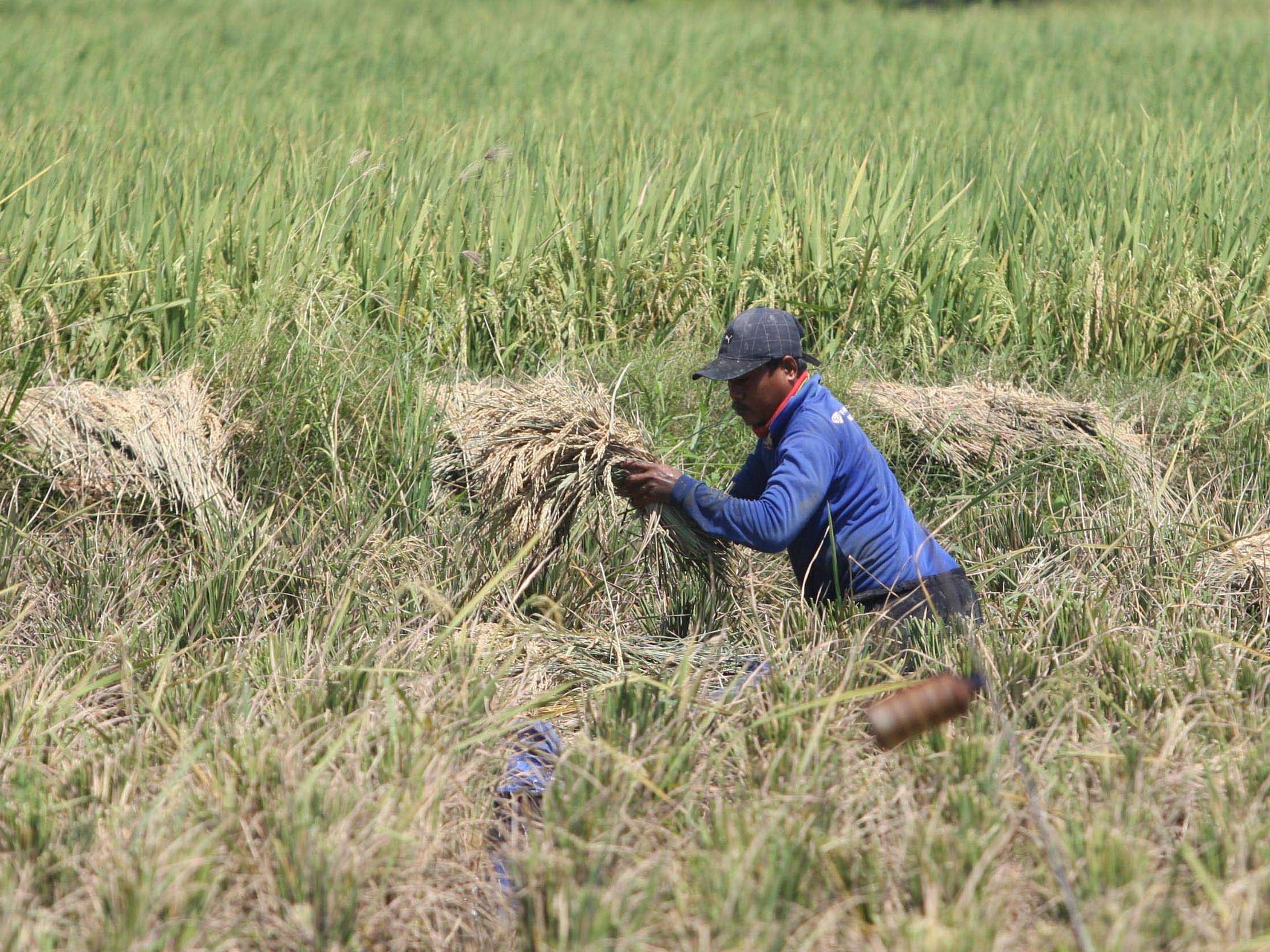 Rasmin, 35, memanen tanaman padi miliknya di area persawasan kawasan Maruda, Cilincing, Jakarta Utara, Selasa (01/08/2023).