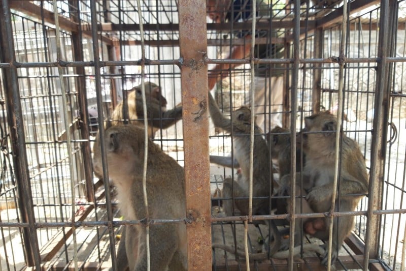 Petugas DLH Boyolali dan BKSDA Jateng mengamankan tangkapan monyet ekor panjang di desa-desa kawasan Merapi Boyolali.