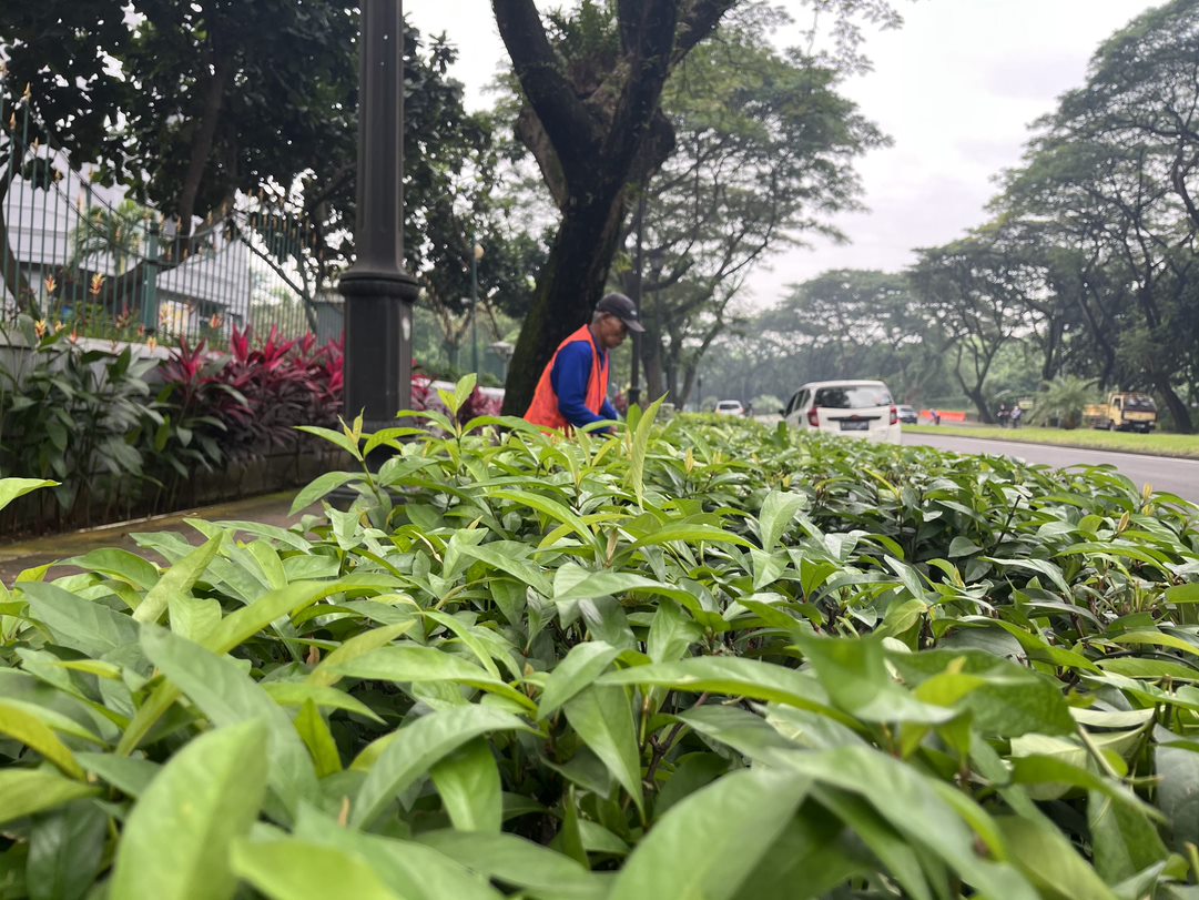 Pekerja sedang merapikan tanaman yang ada di area properti Lippo Group. LPKR berkomitmen menanam pohon dan meremajakan ruang terbuka hijau.