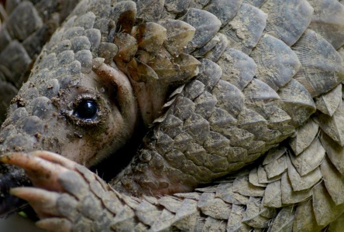 Satwa dilindungi trenggiling