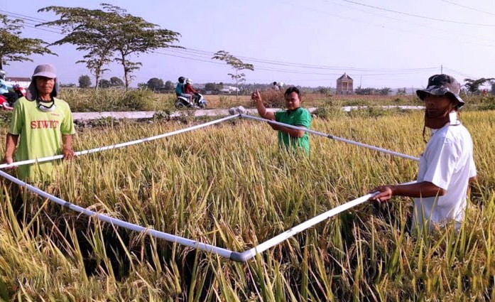 Naik 26%, Produksi Gabah Demplot CSA Grobogan Tembus 8,72 Ton Per Hektare