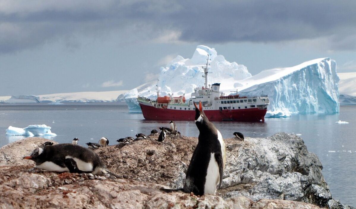 Penguin di Antartika terancam terpapar virus flu burung.