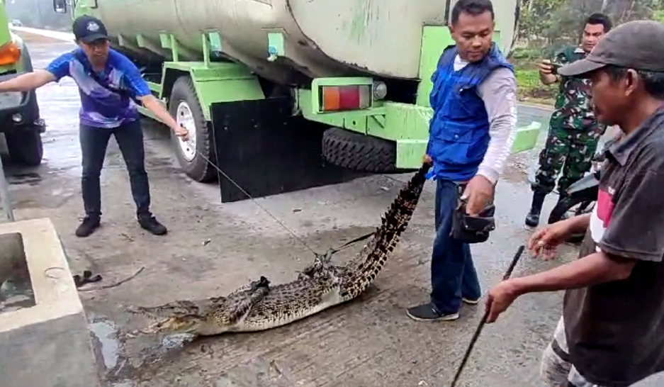 Buaya muara betina yang masuk ke sumur warga di Kabupaten Mukomuko, Bengkulu.