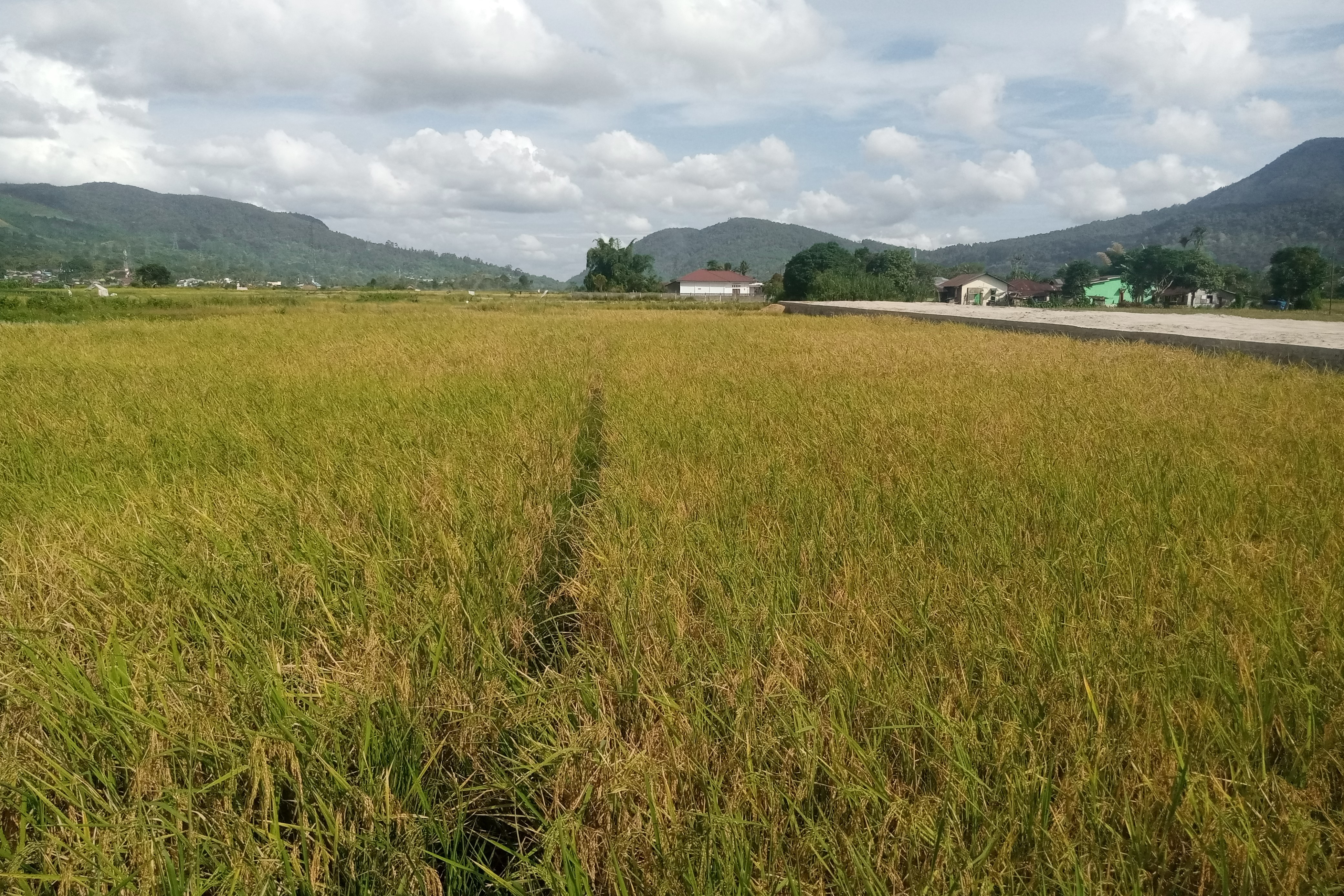 Padi sawah siap panen di Kecamatan Tarutung Kabupaten Tapanuli Utara.