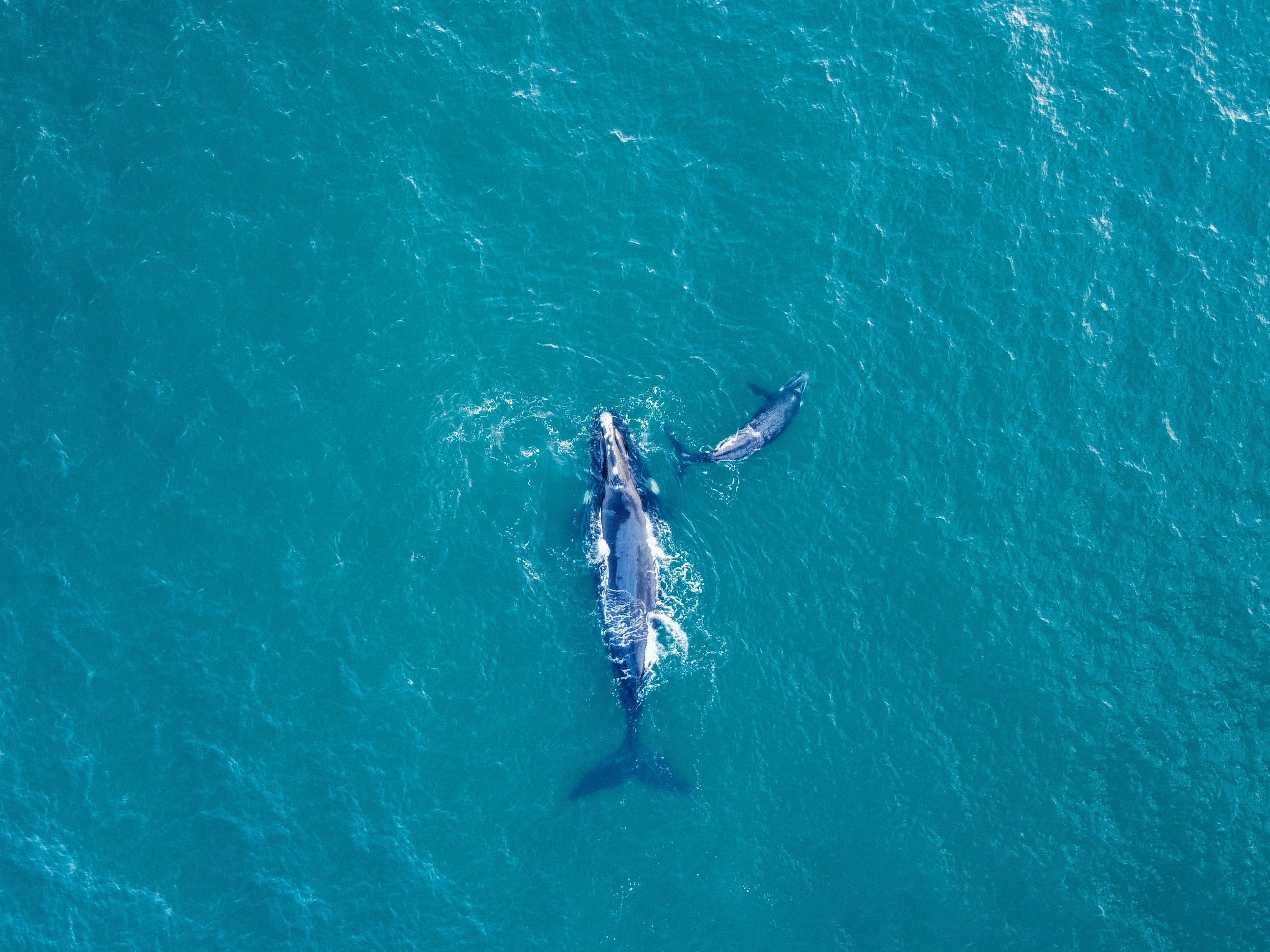 Paus sikat selatan (Eubalaena australis) berenang di lepas pantai Infanta, dekat muara Sungai Breede, pada 21 Oktober 2022.