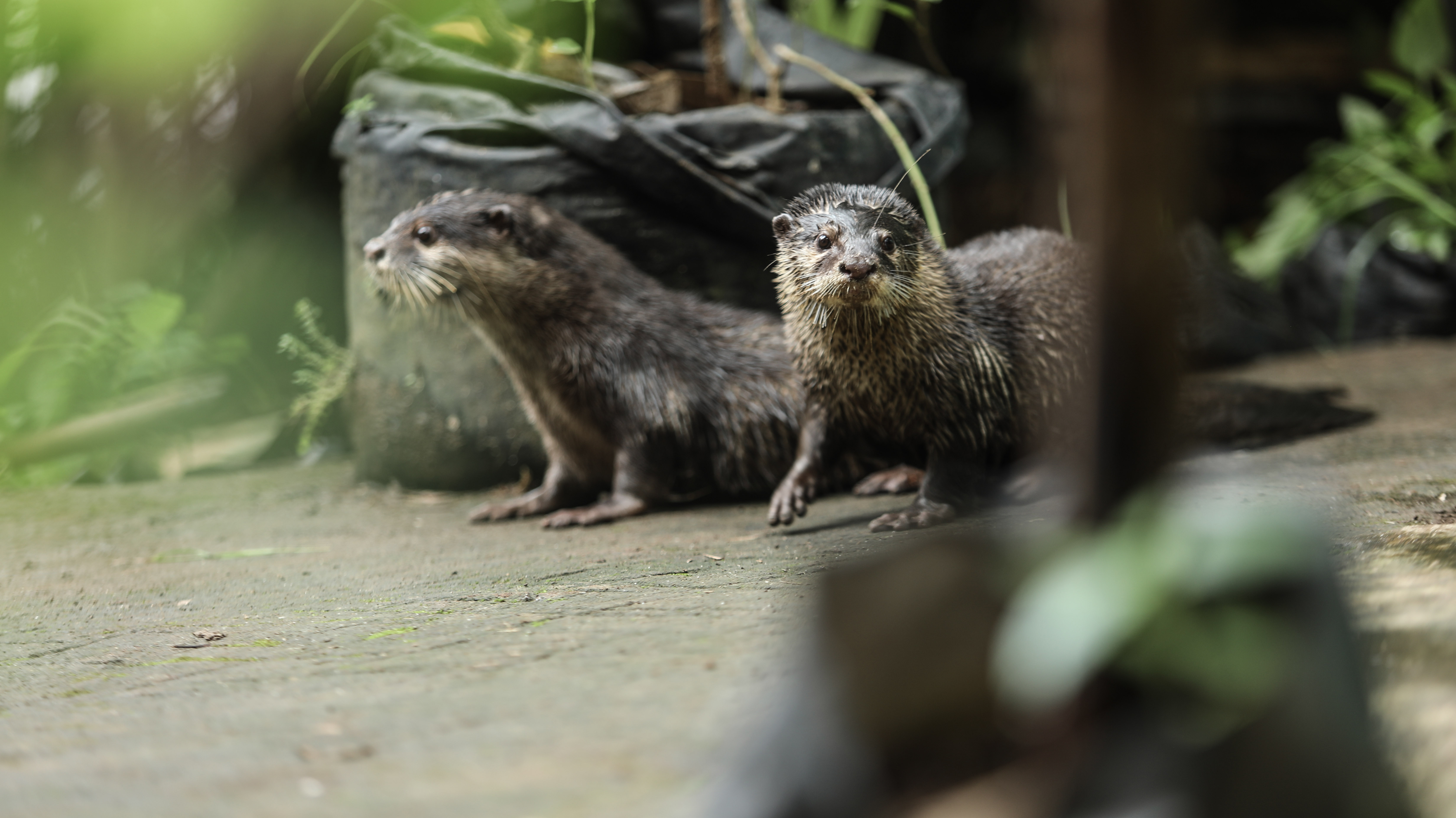 Anak Muda Sensitif terhadap Isu Lingkungan