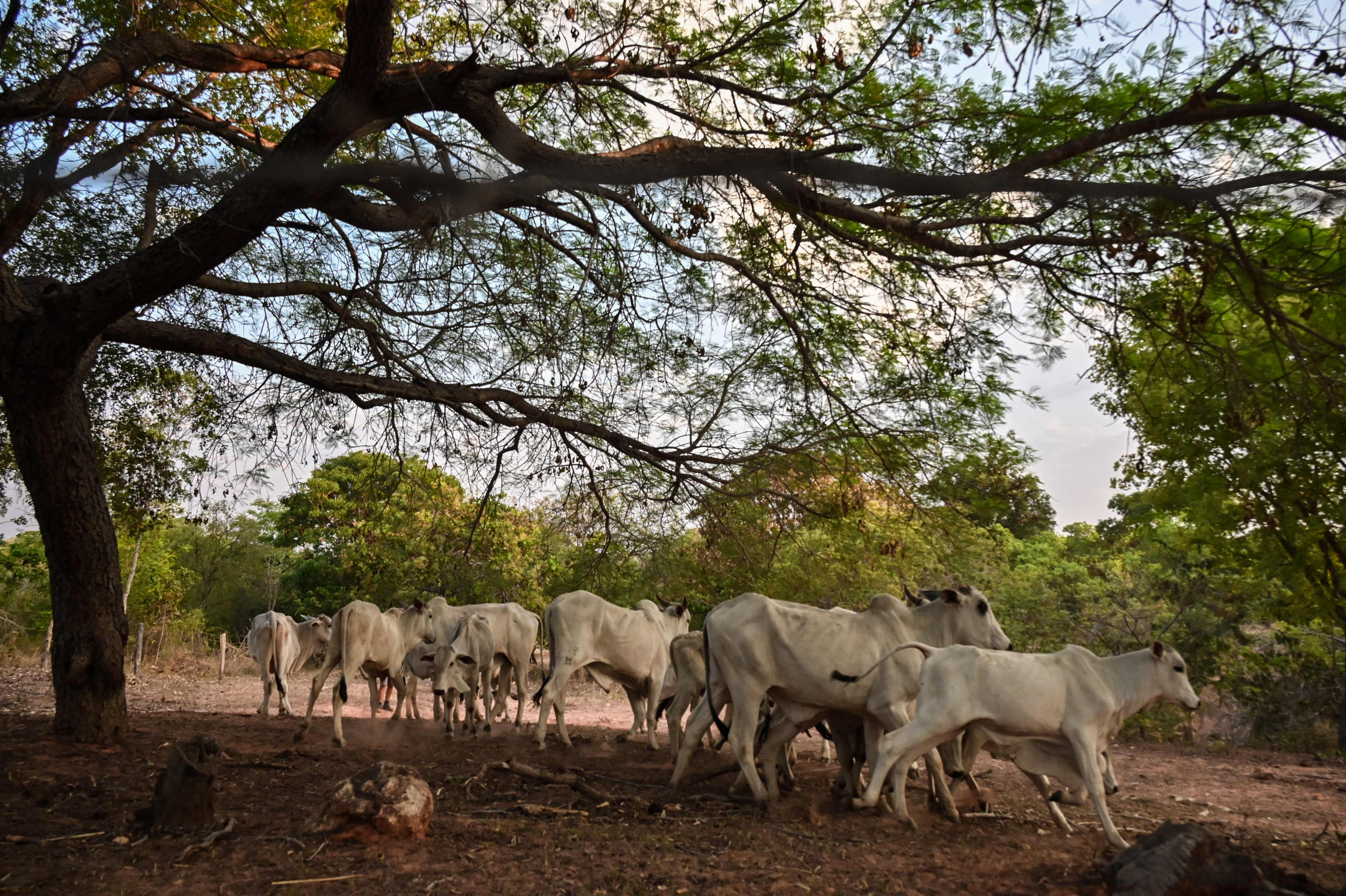 Sekawanan sapi di Carrado