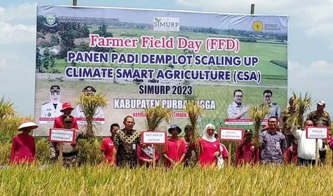 Panen padi Demplot Scalling Up CSA di Desa Kembangan, Kecamatan Bukateja, Purbalingga, Jateng.