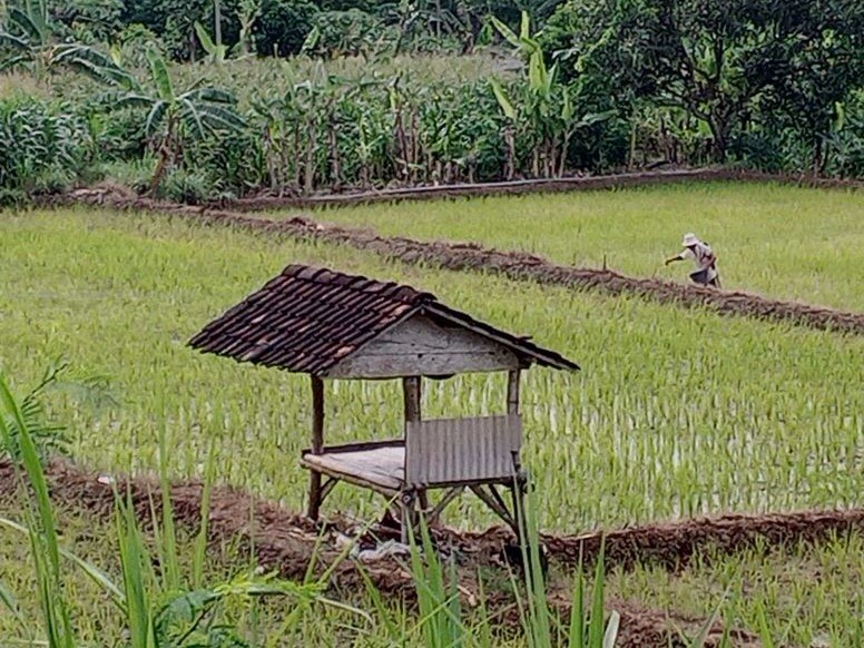 Kemarau, Lamongan Justru Panen Padi 148 Ribu Hektare