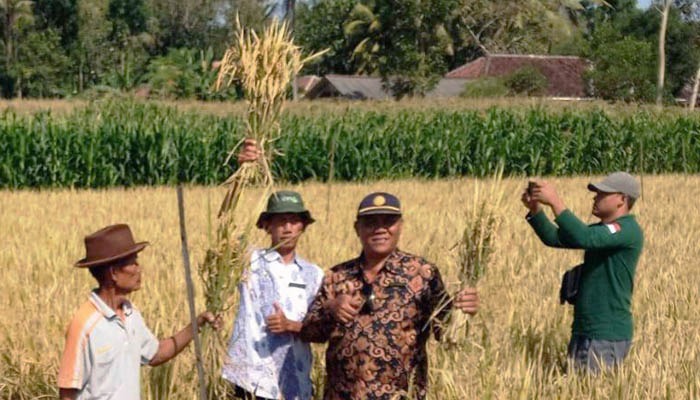  Farmer Field Day berlangsung di Desa Tembokrejo, Kecamatan Gumukmas, Jember, Jawa Timur.