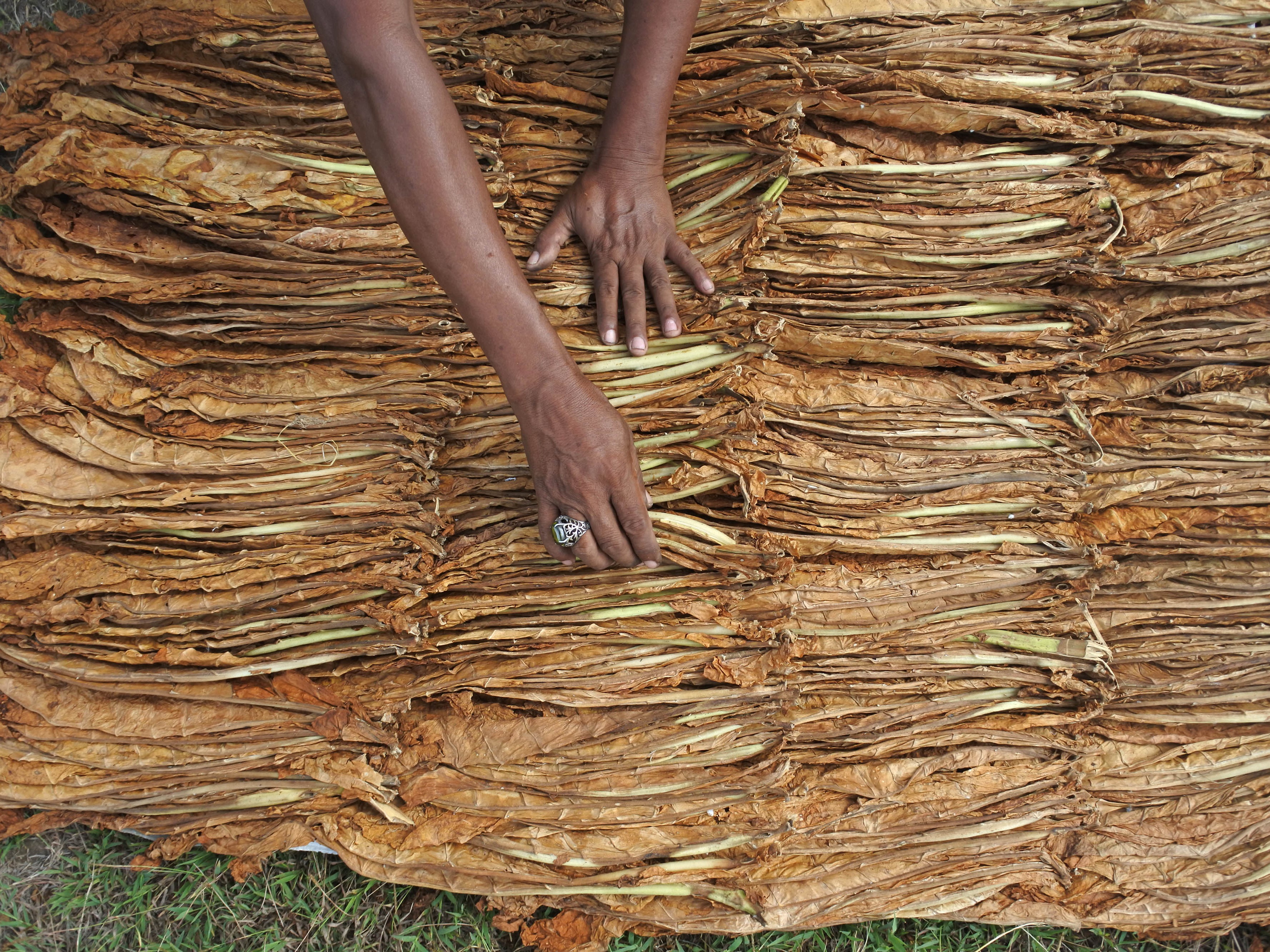 Petani menjemur tembakau jenis kasturi di Lapangan Pakusari, Jember, Jawa Timur, Sabtu (11/9/2021).