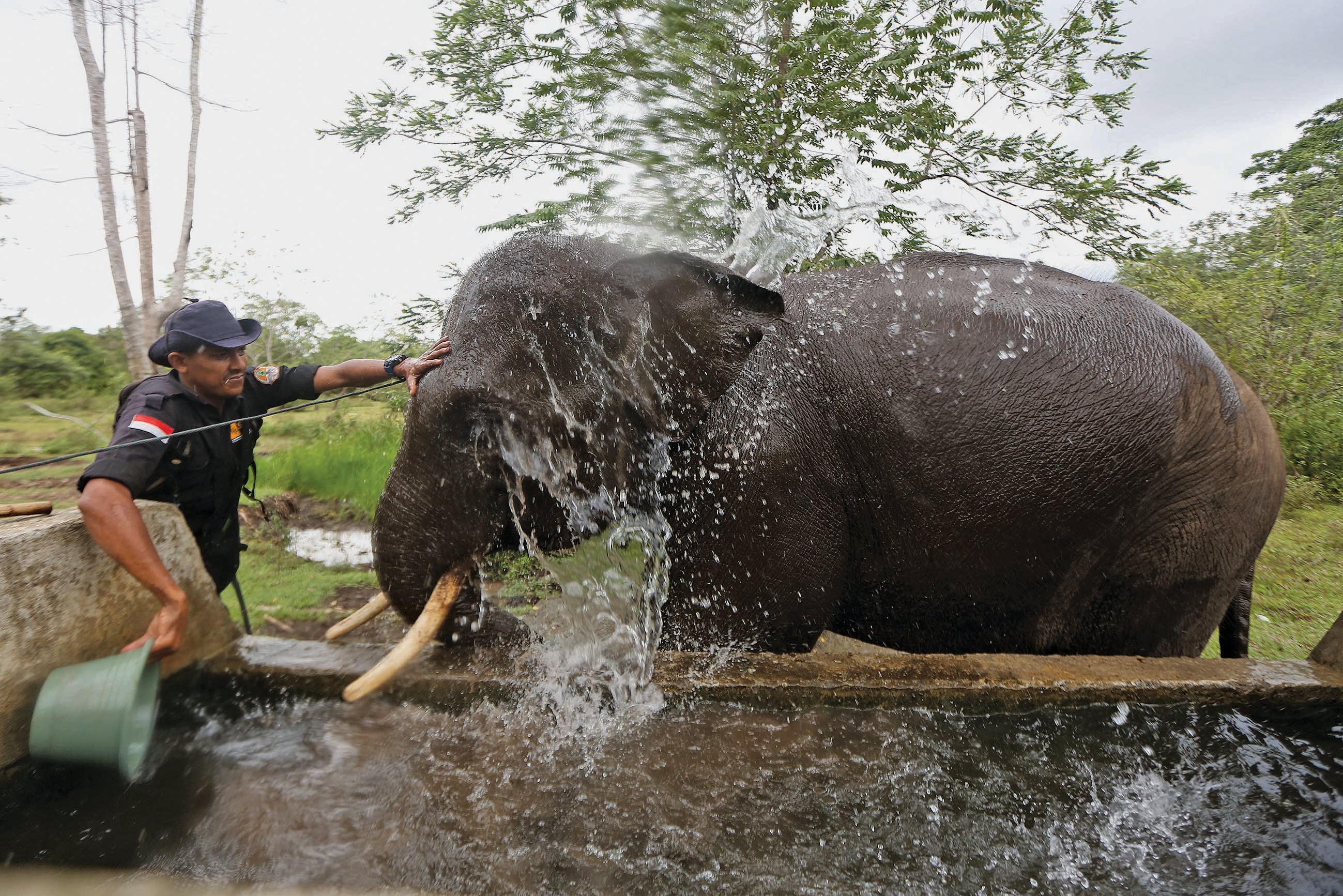  Petugas merawat gajah liar di Pusat Latihan Gajah (PLG) Aceh