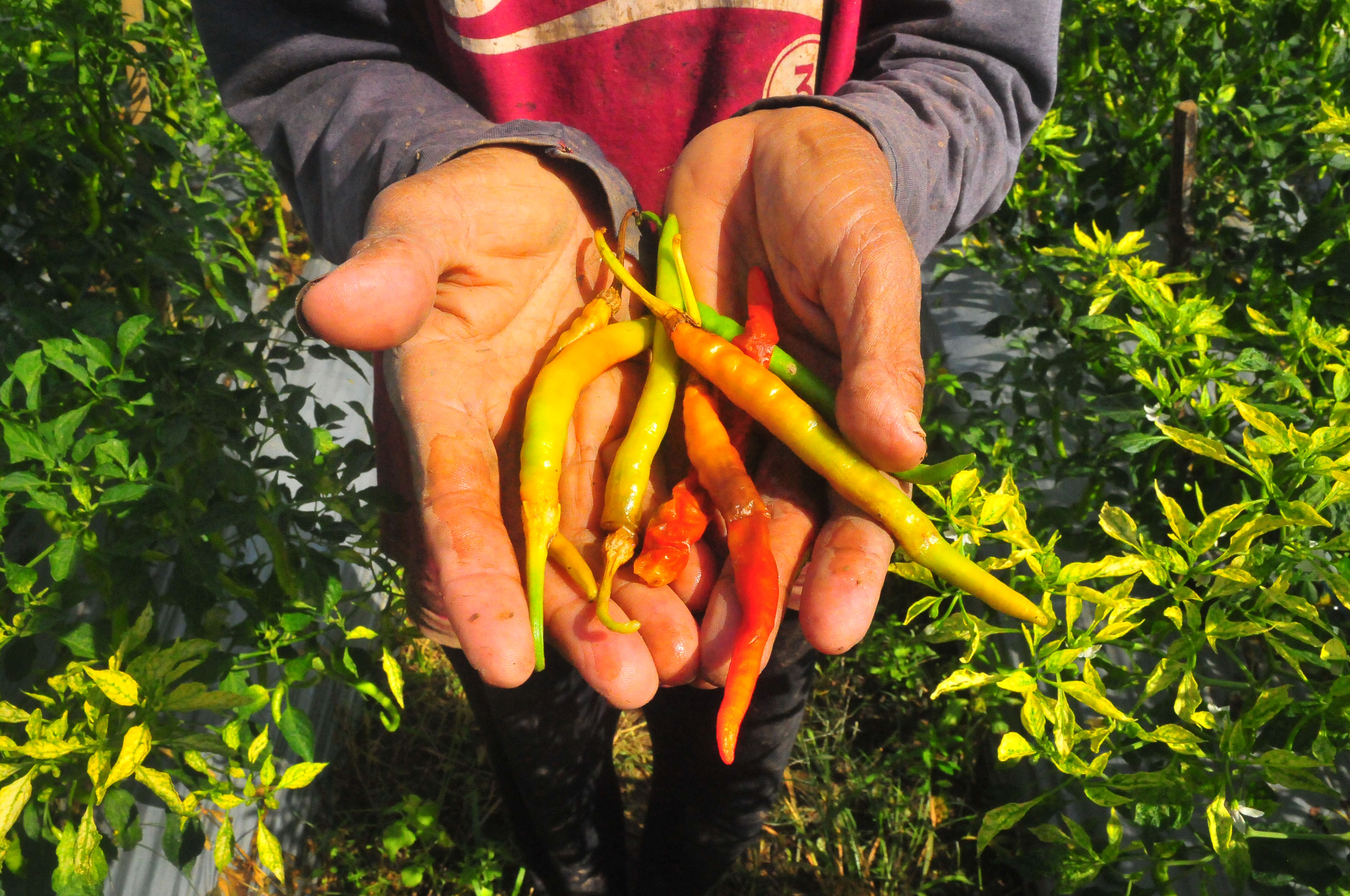 Musim Kemarau Membuat Harga Cabai makin Pedas