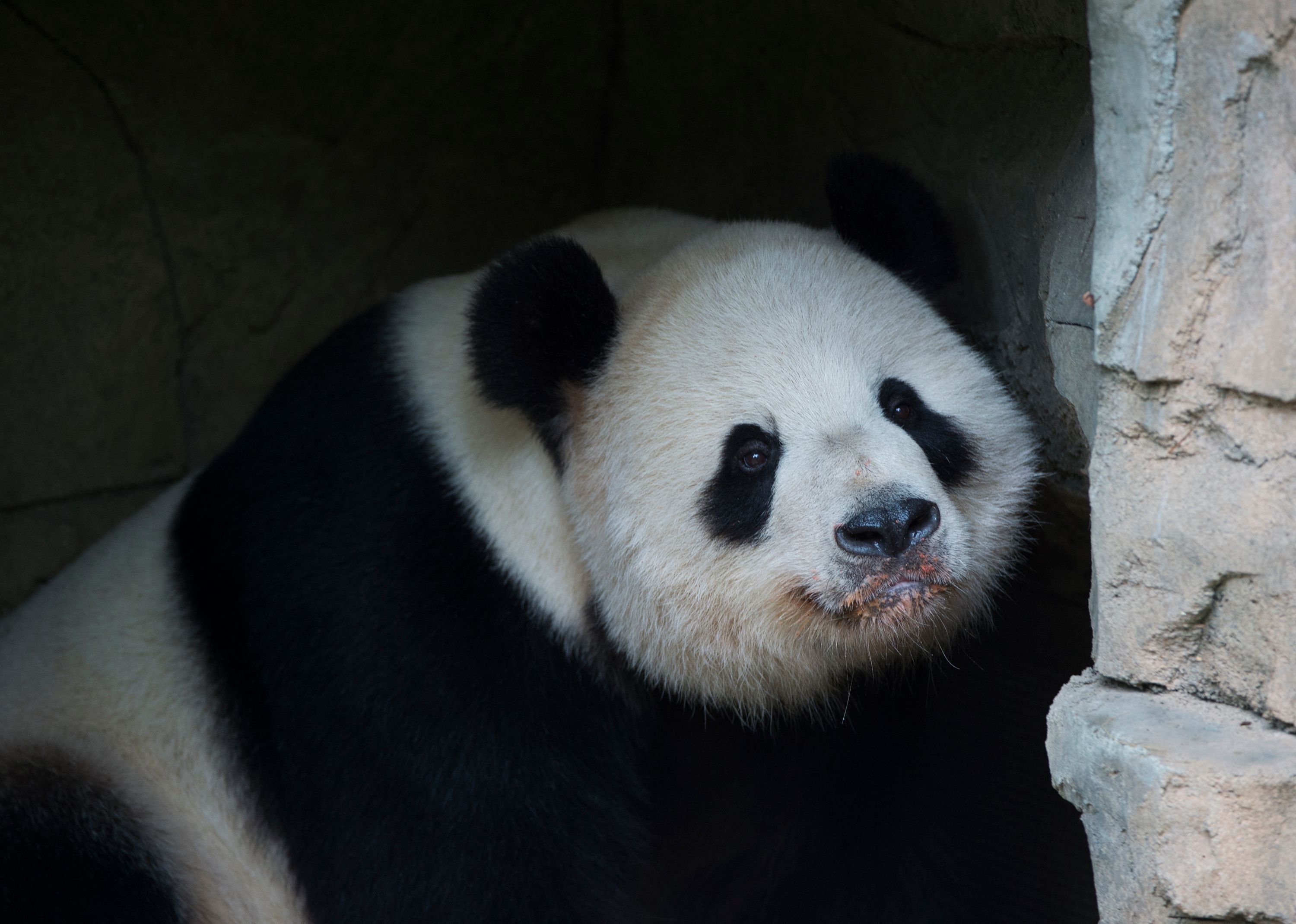 Tan Tan, Panda asal Tiongkok di Kebun Binatang Washington DC, Amerika Serikat